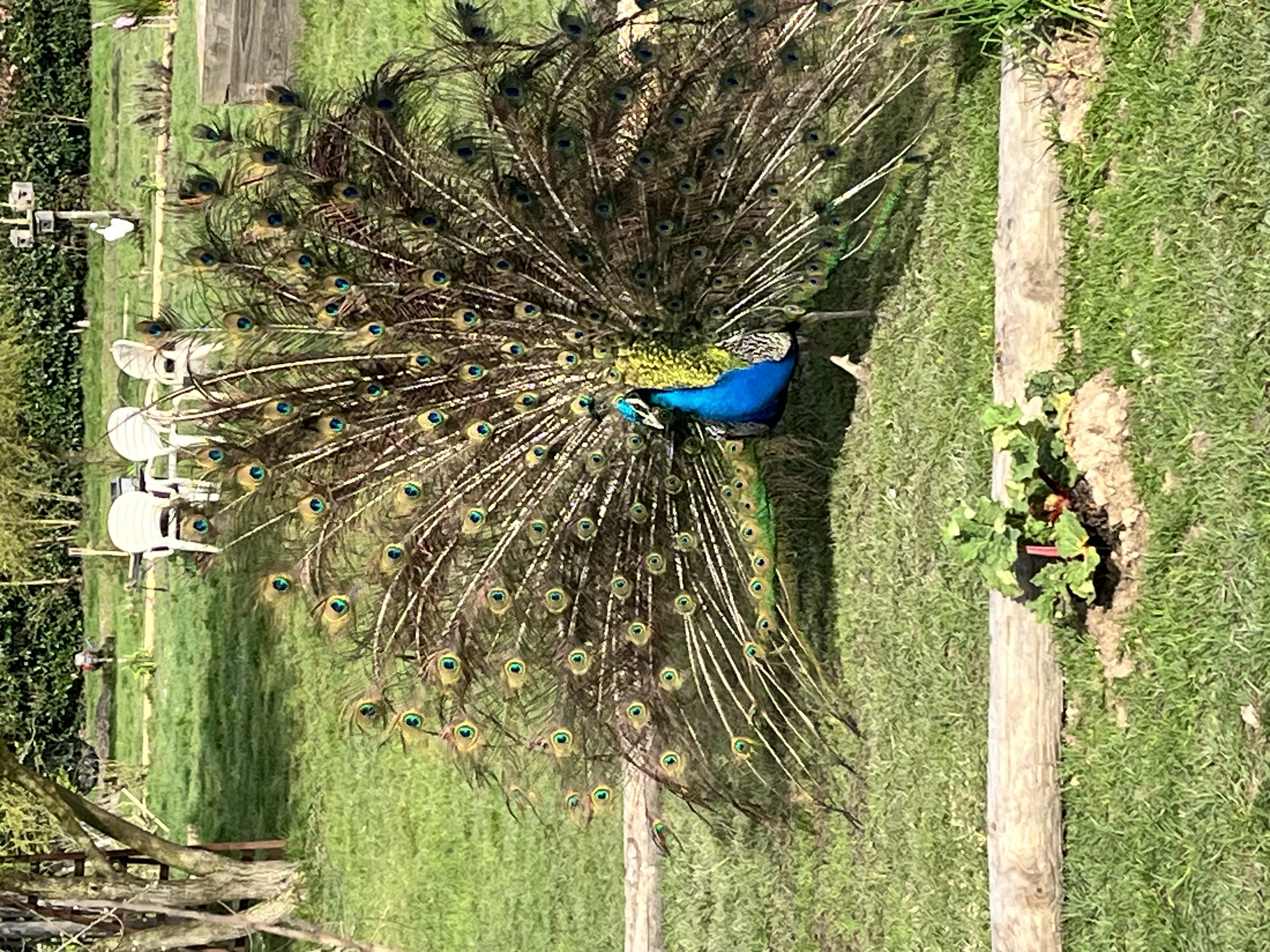 Le Perchoir, Châtenoy - photo 8
