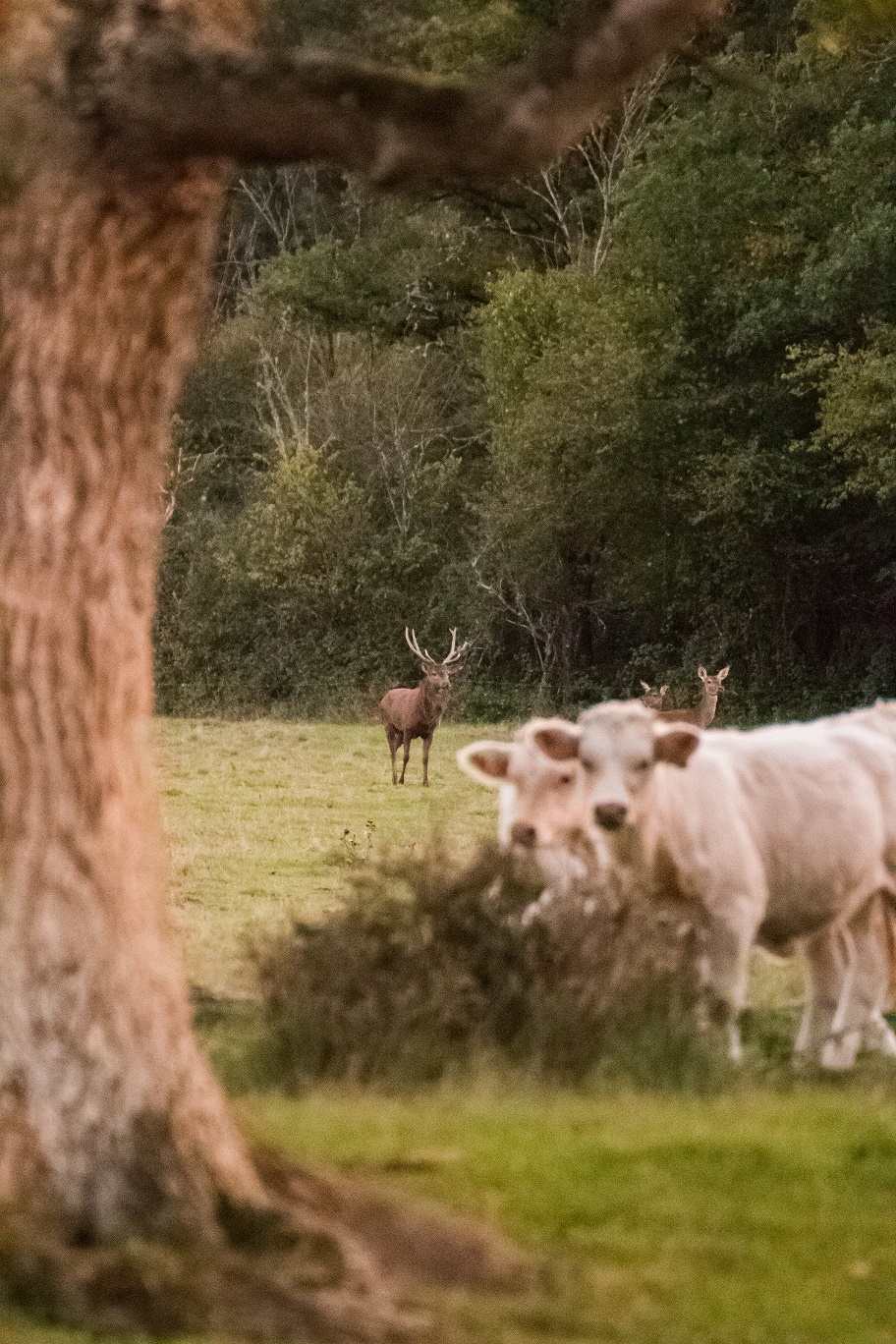 Gîte des Colverts, Lailly-en-Val - photo 8