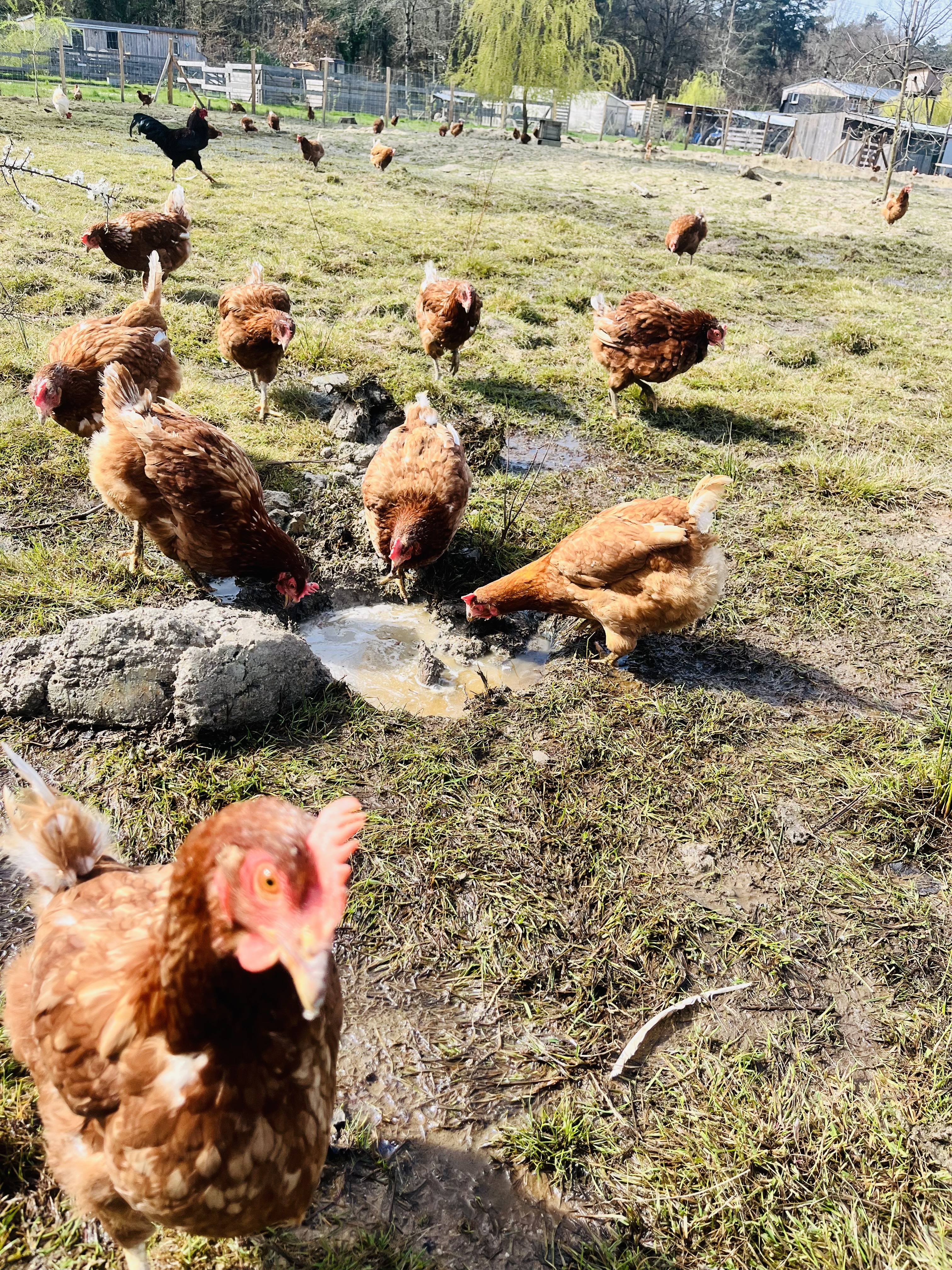 Le Perchoir, Châtenoy - photo 11