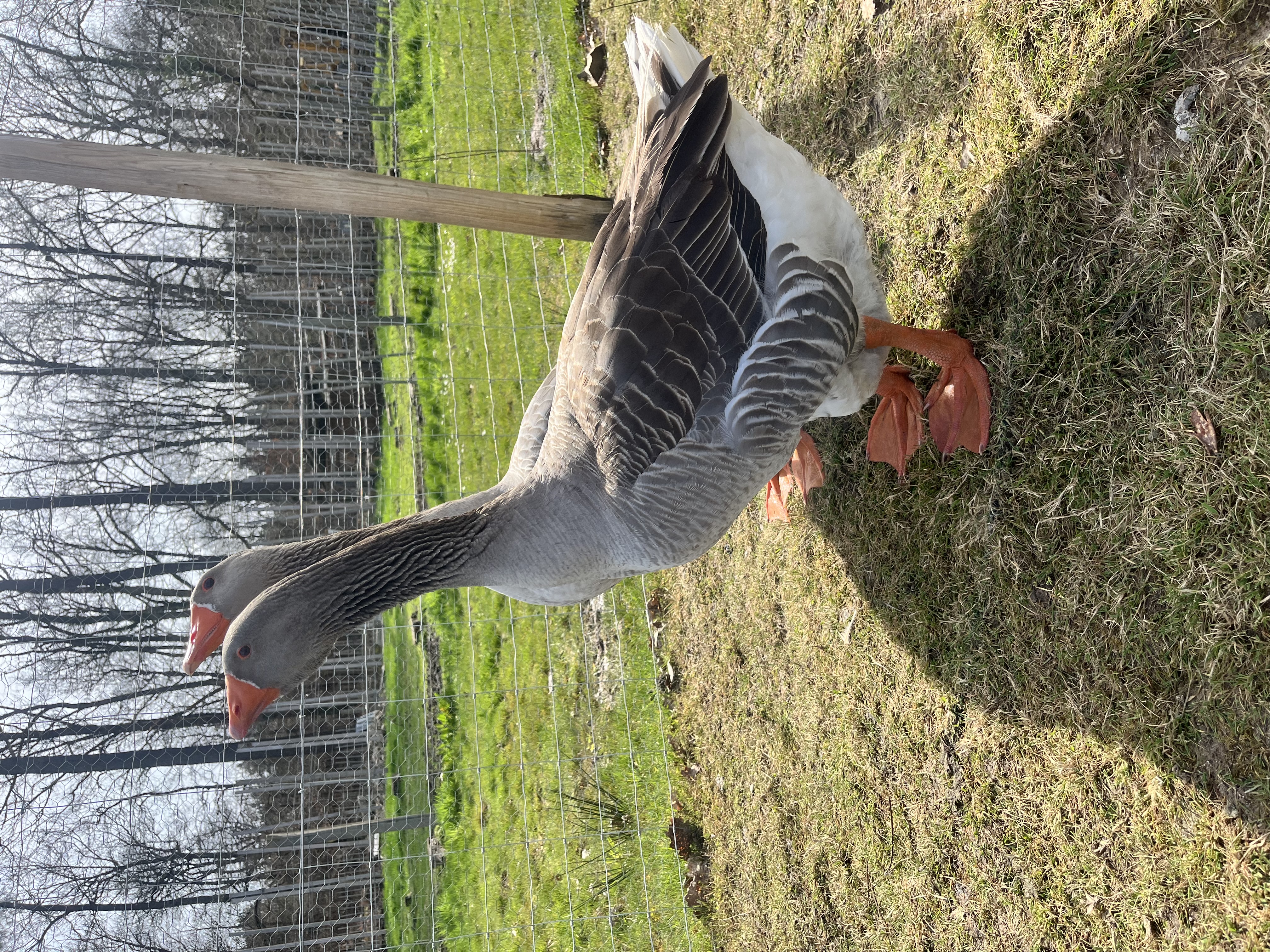 Le Perchoir, Châtenoy - photo 12