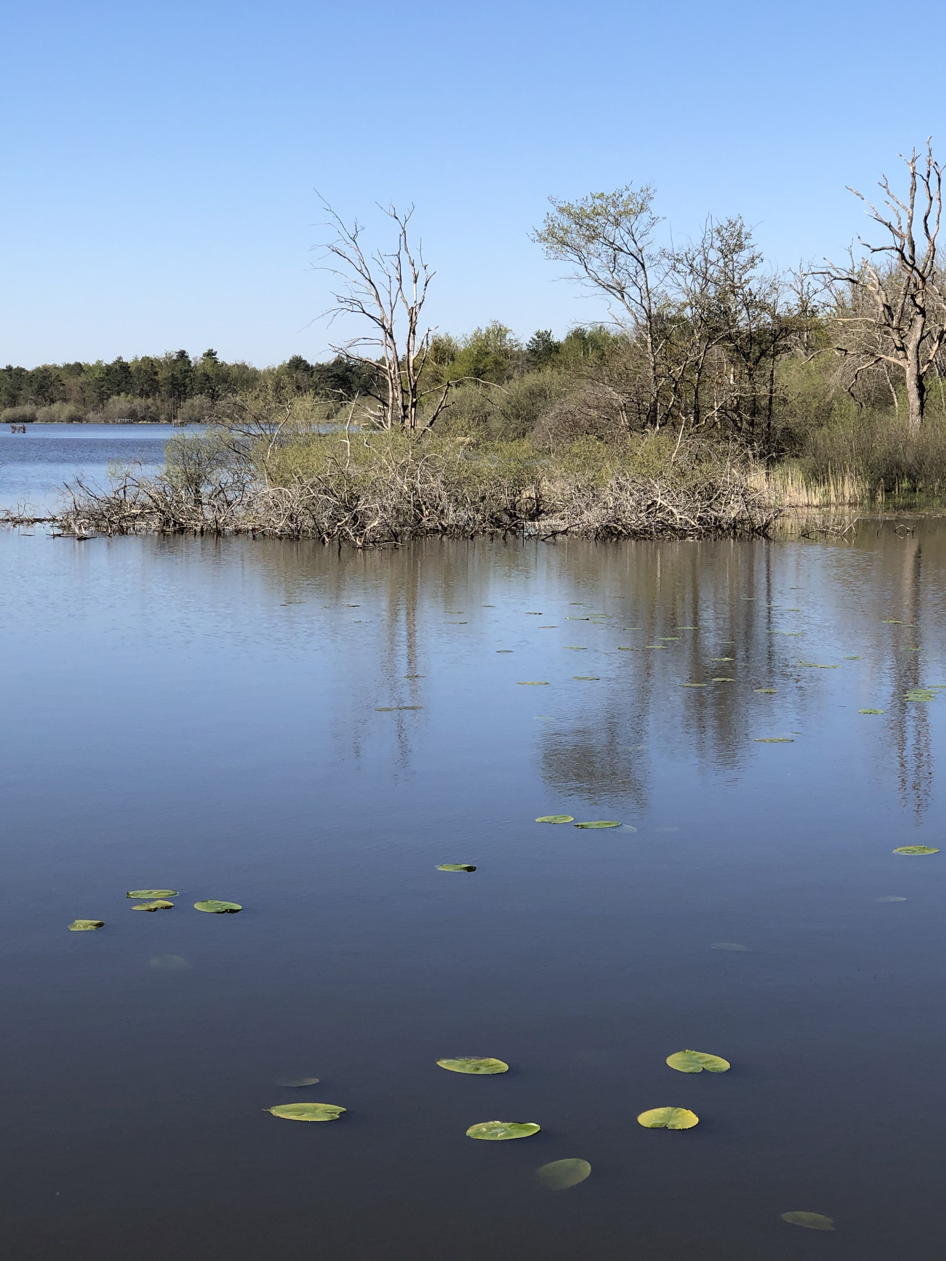 Espace naturel sensible de l'étang de la Noue Mazone, Châtenoy - photo 4