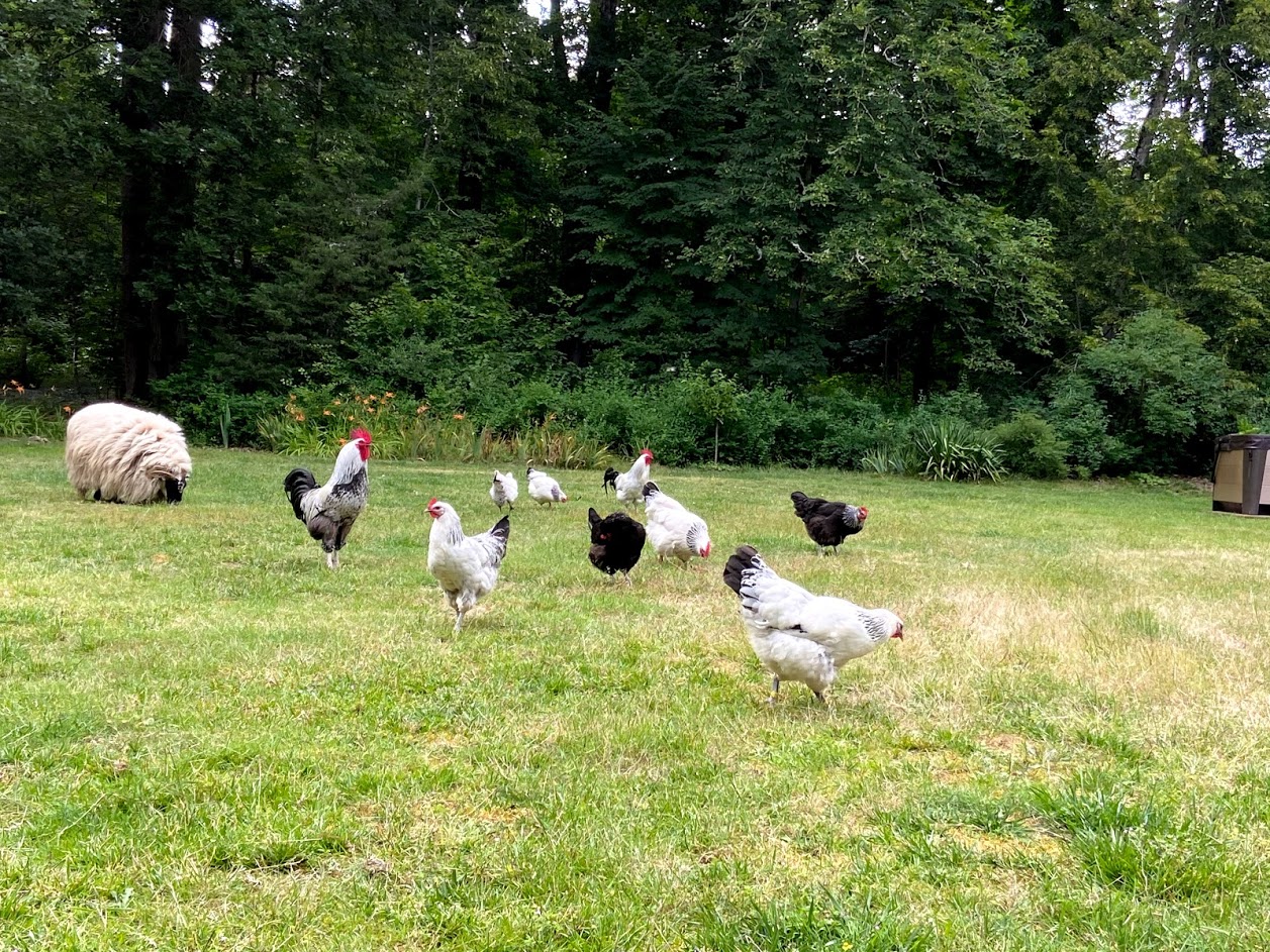 Les Bambous, Crouy-sur-Cosson - photo 18