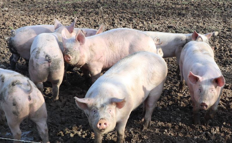 Les Cochons d'Agnès