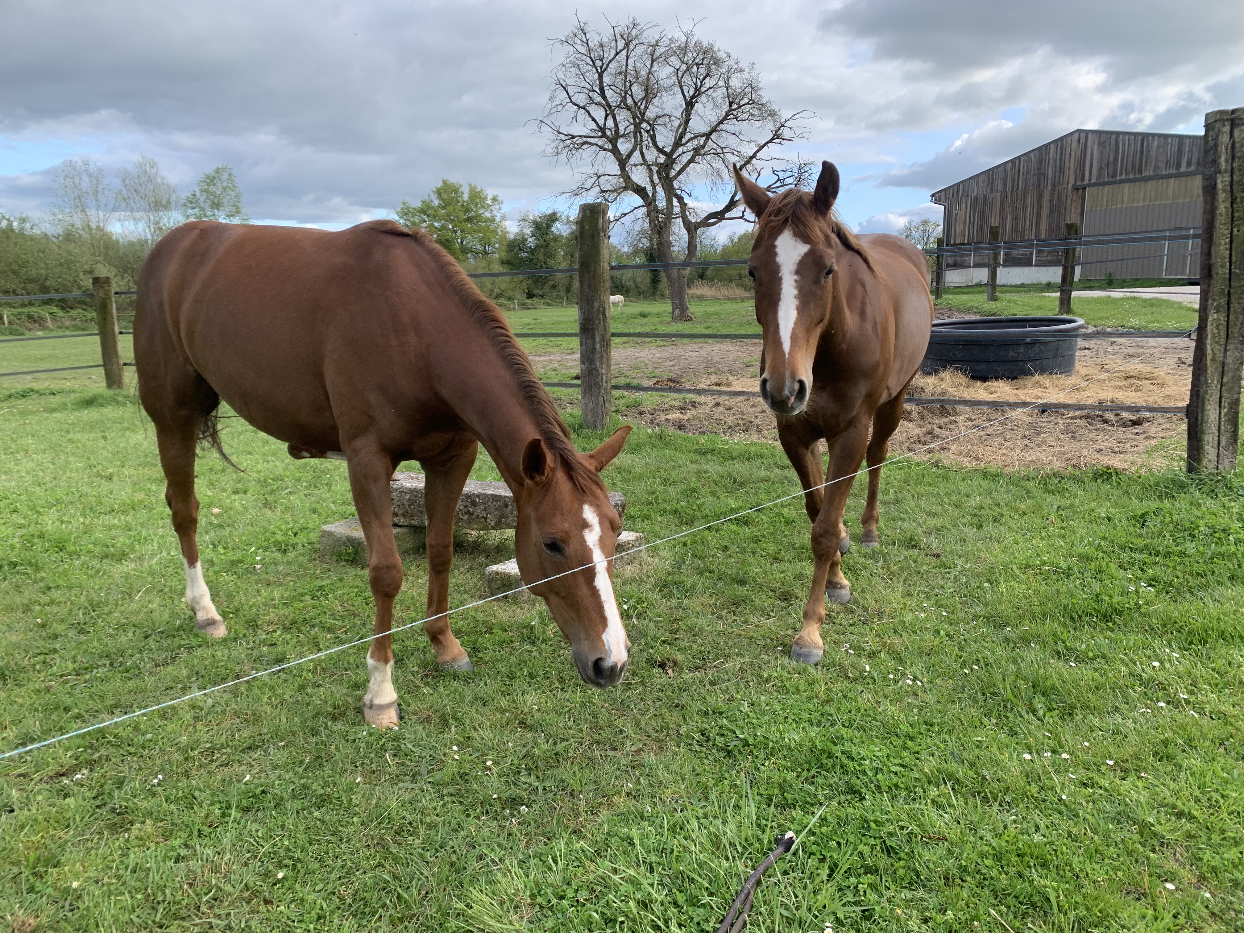 La Brenne à cheval : circuits en marguerite au départ de la ferme des Buttons