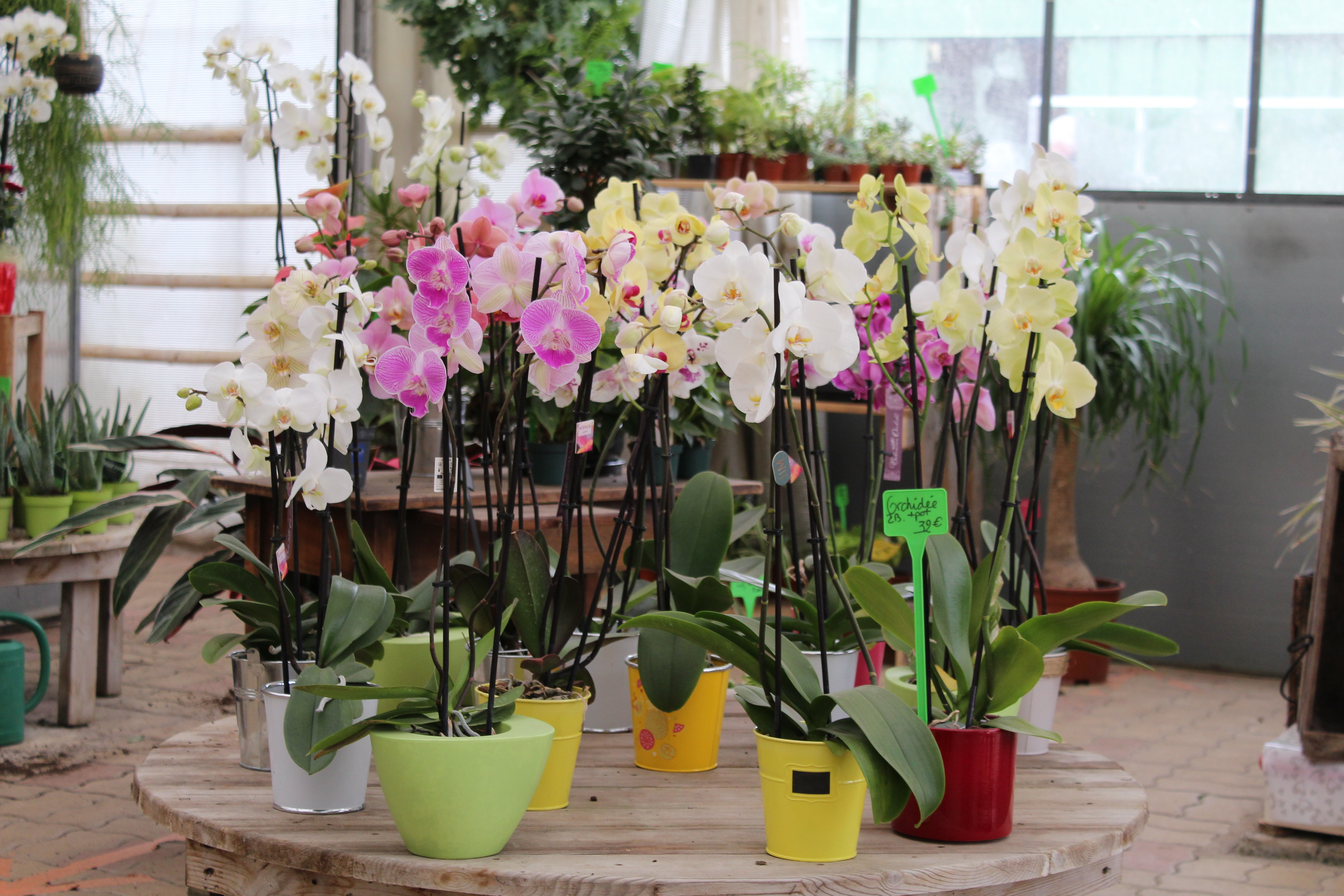 Aux Serres Hermitoises - photo 5