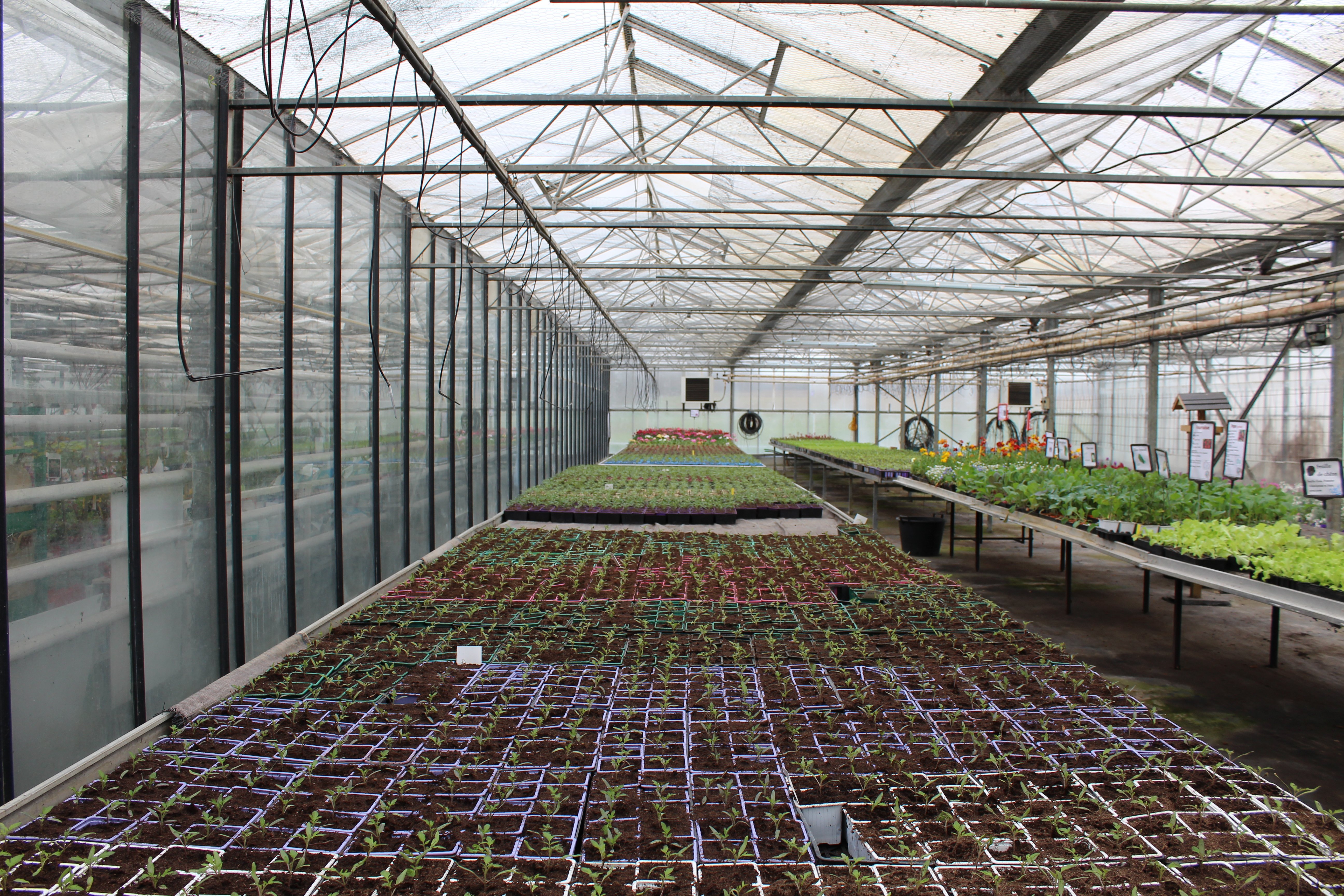 Aux Serres Hermitoises - photo 4