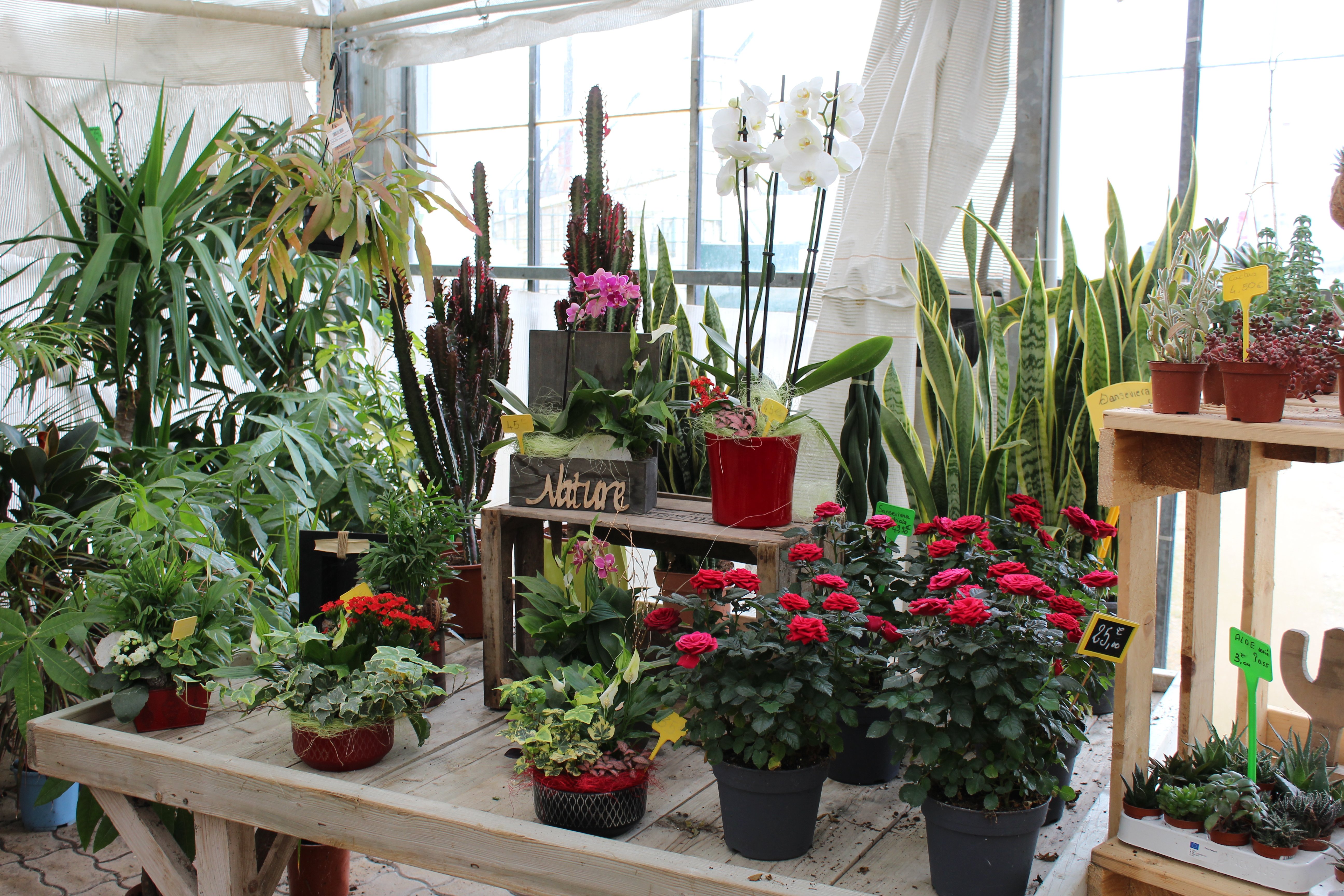 Aux Serres Hermitoises - photo 2