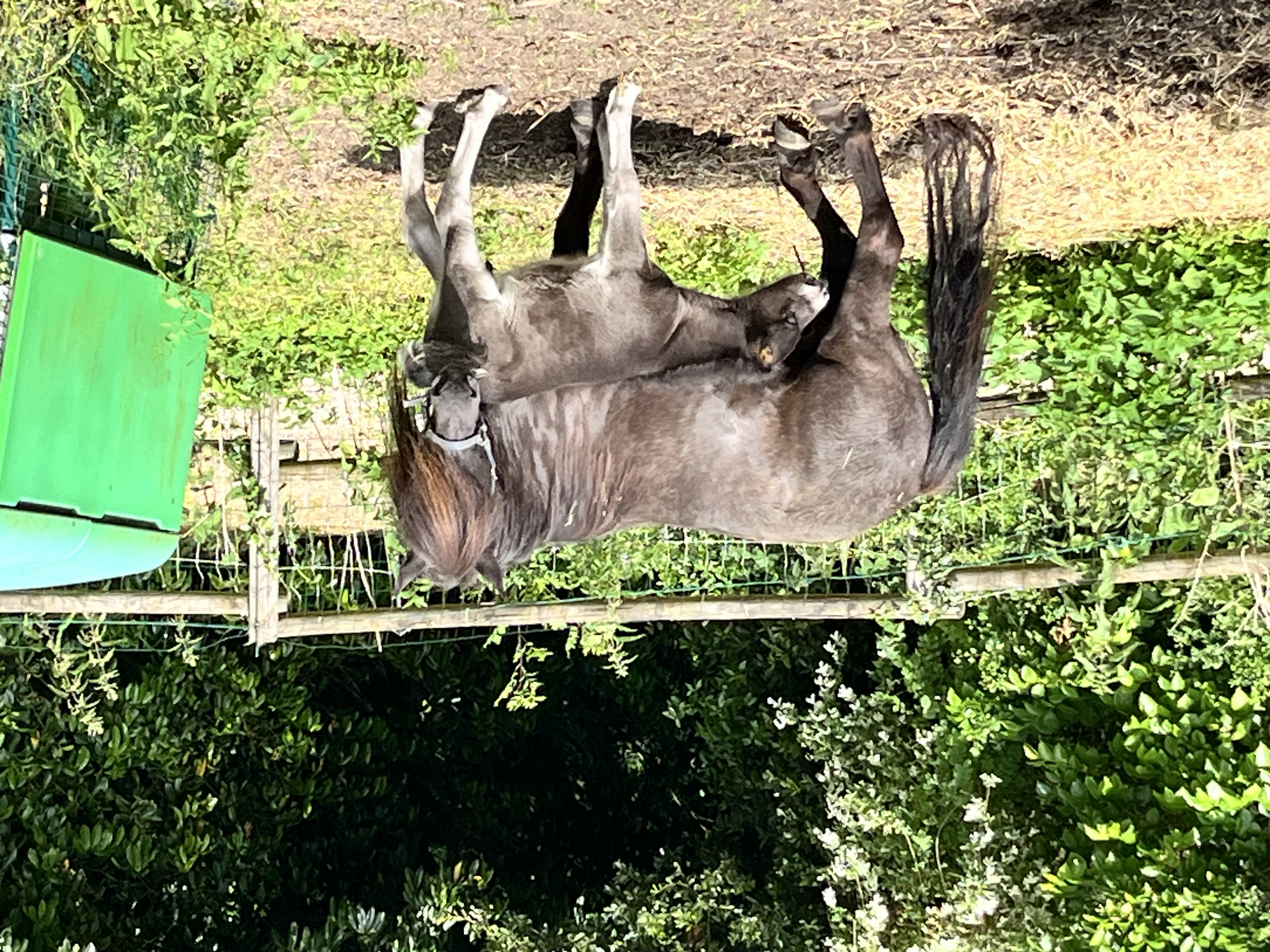 Le Haras de la Prairie Bourges — photo 2