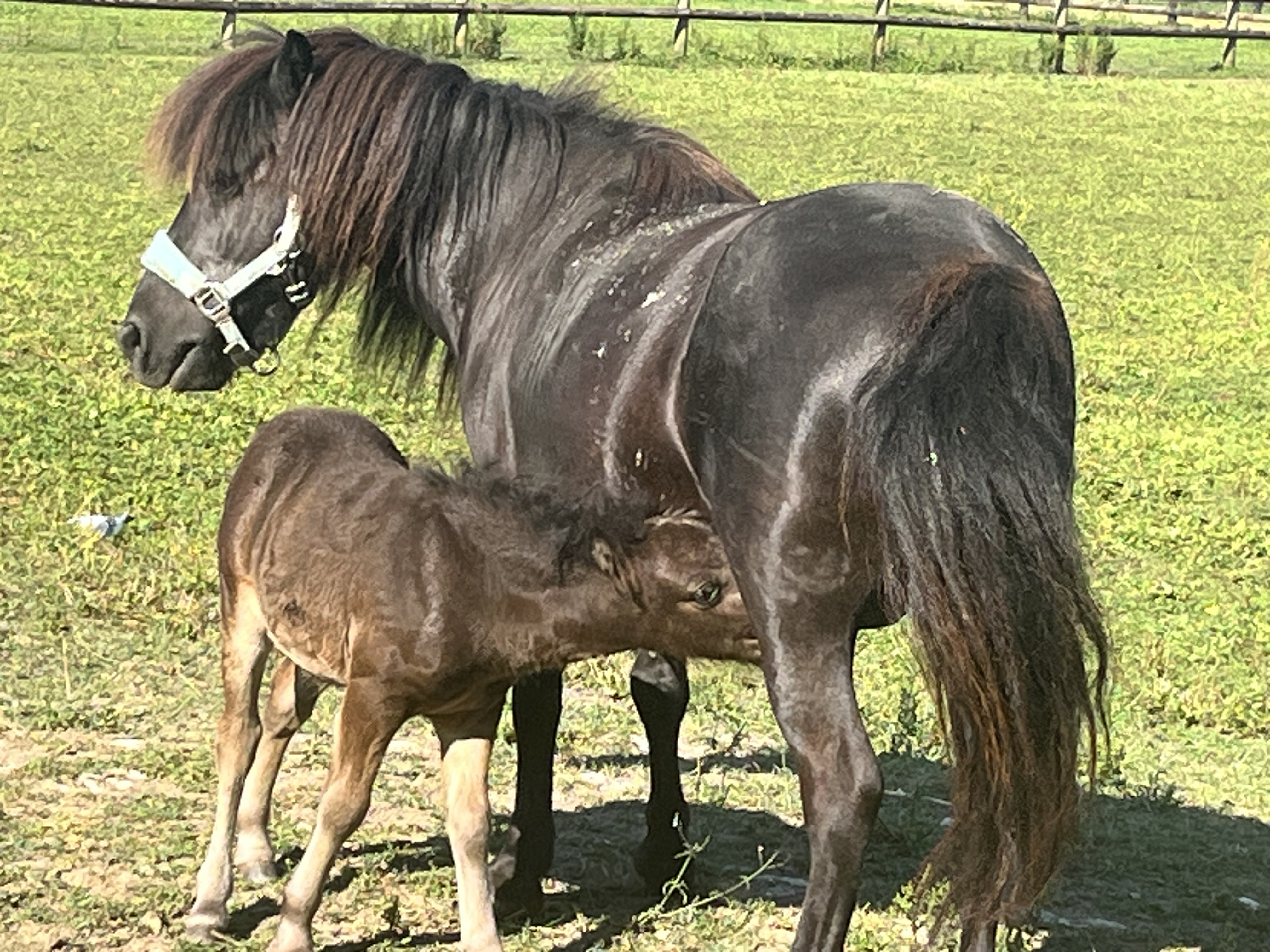 Le Haras de la Prairie Bourges