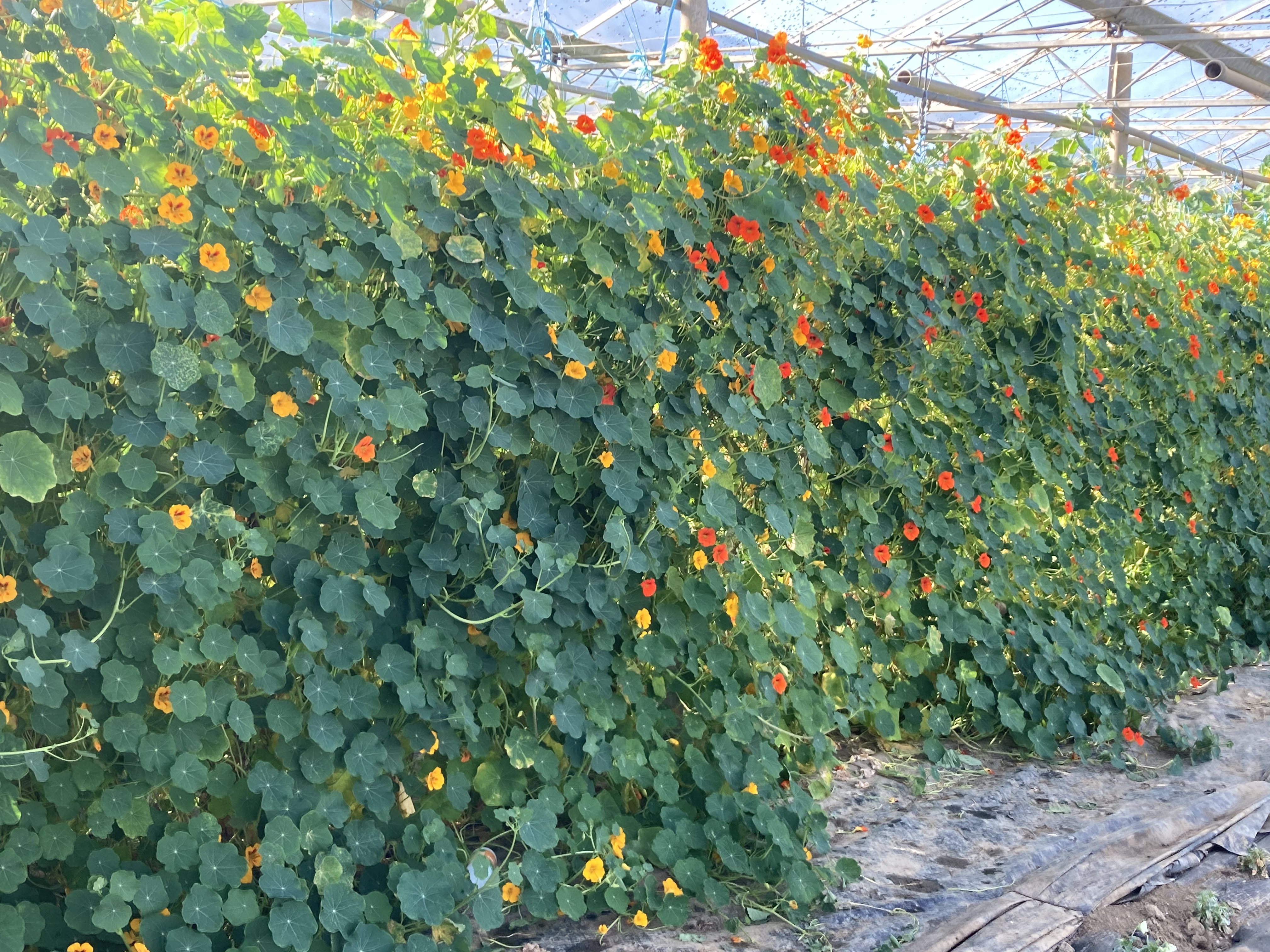 Ferme de création culinaire — photo 2
