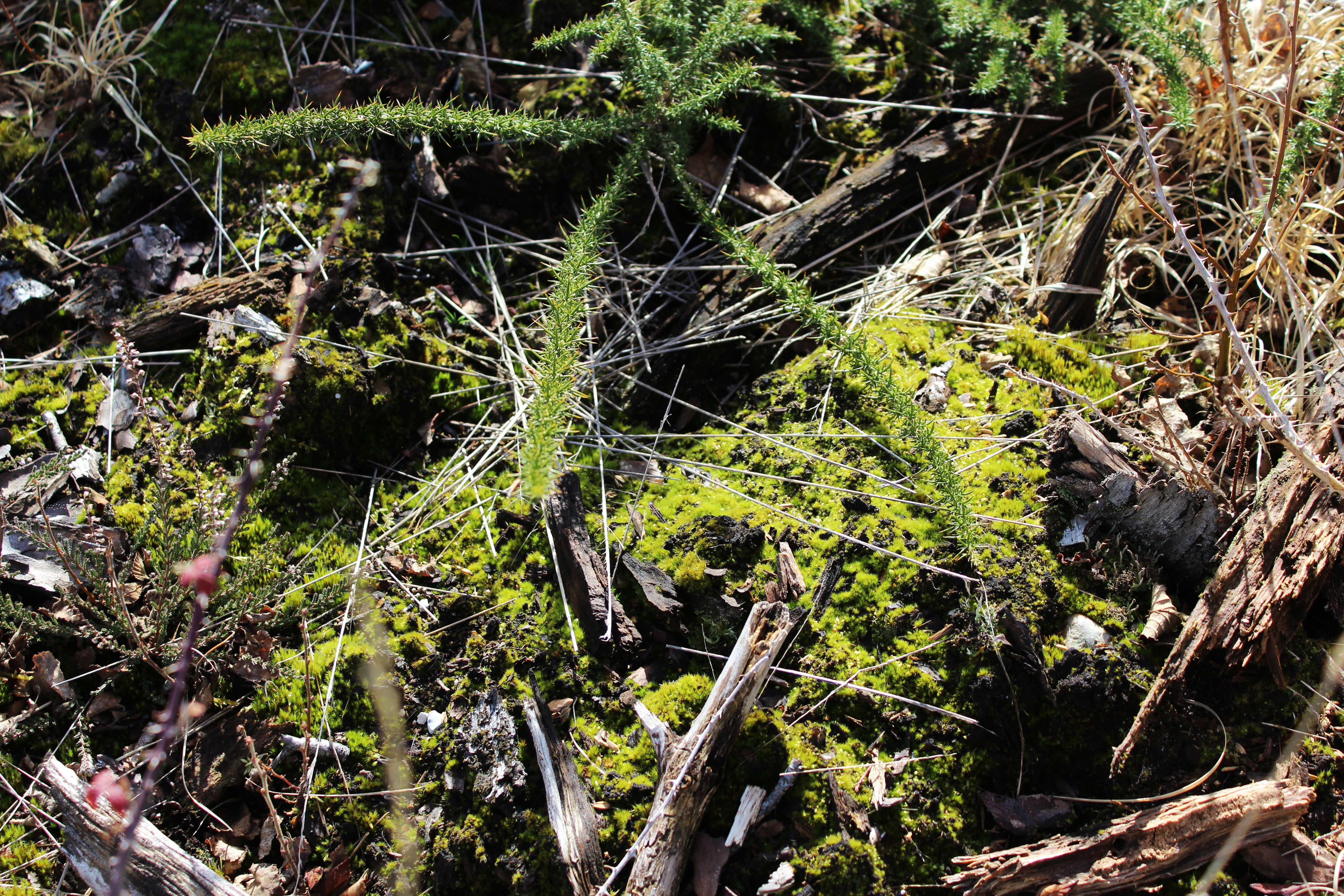 Escapades Nature : Les plantes carnivores