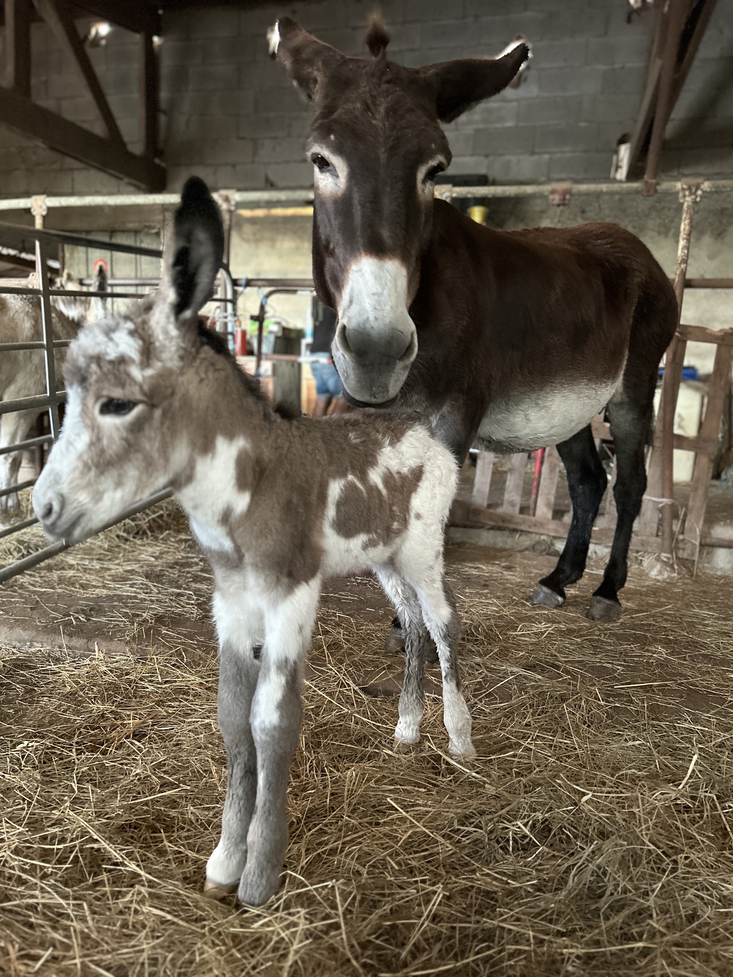 Asinerie de la Vallée - Fabrication artisanale de savon au lait d'anesse