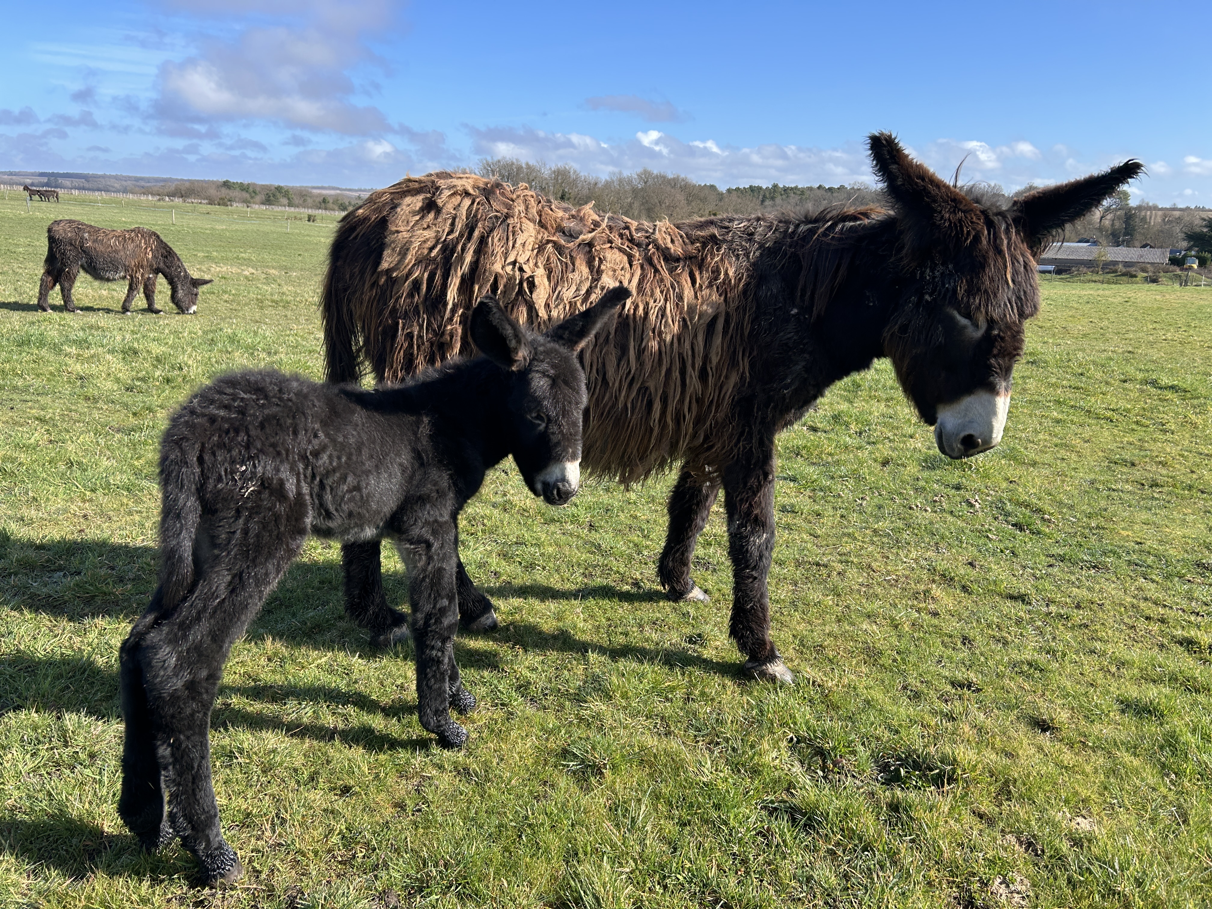 Asinerie de la Vallée - Fabrication artisanale de savon au lait d'anesse - photo 4