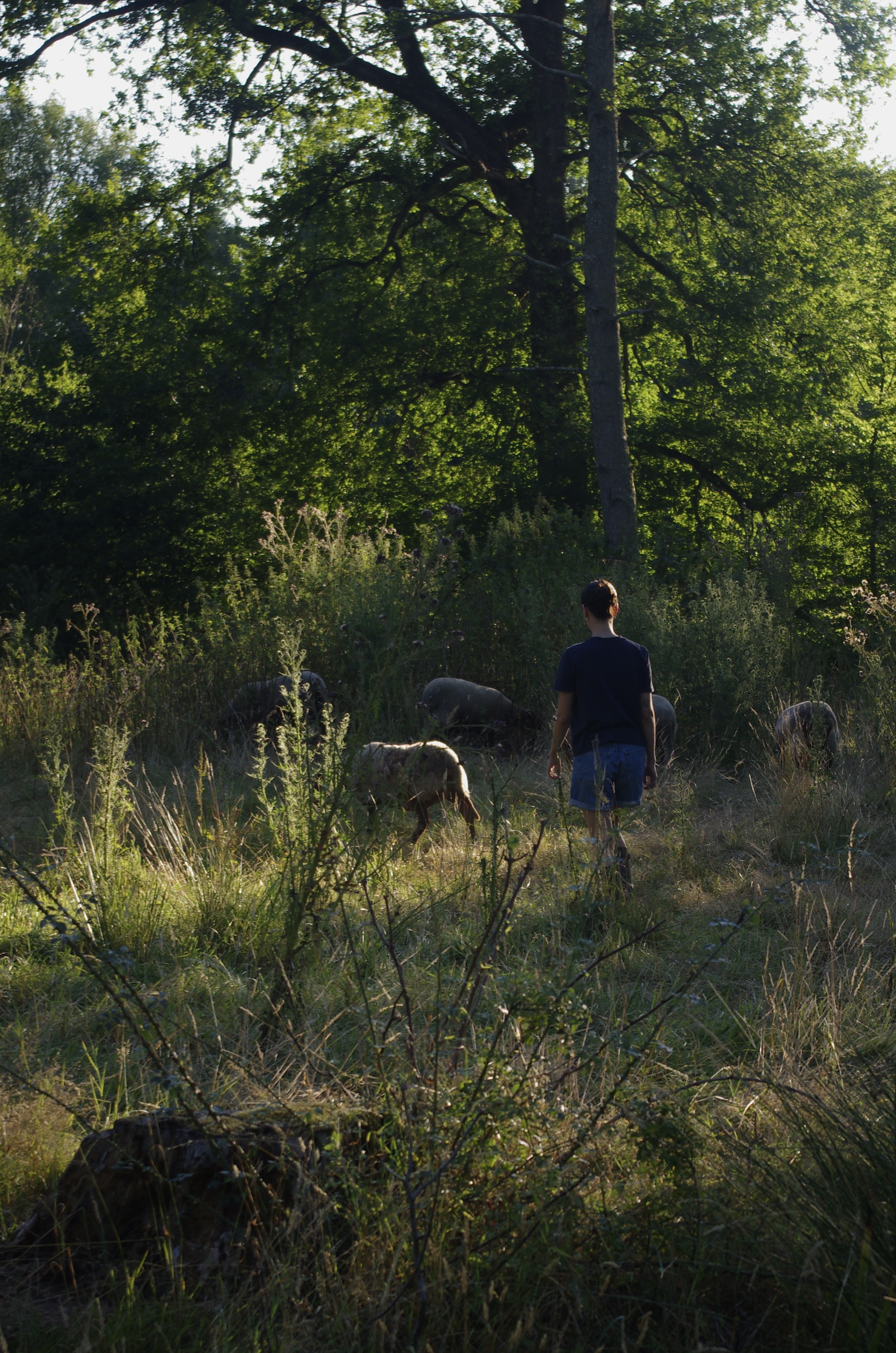 Château de La Giraudière, Villeny