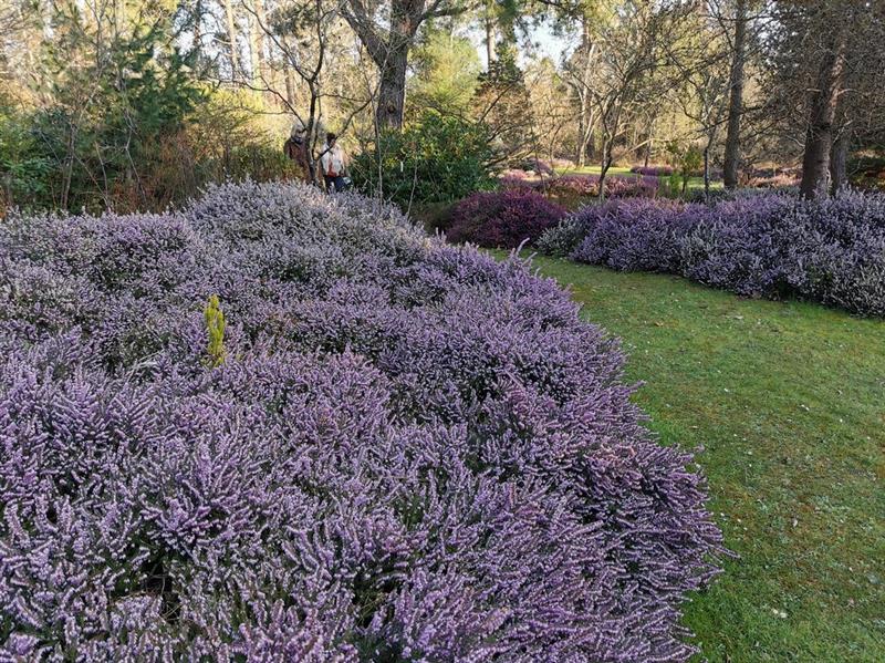 ING-Arboretum_Grandes_Bruyeres-20210320©OTI-CG_165703