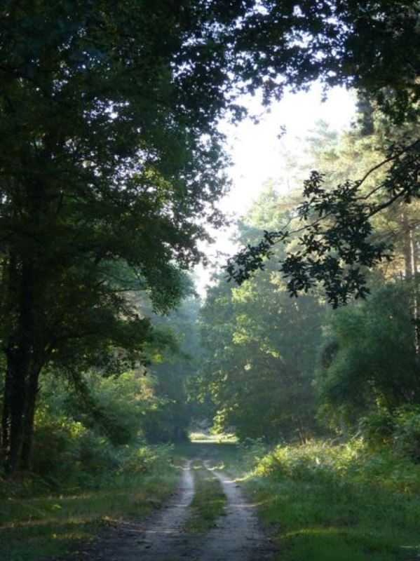 Circuit de l'Arboretum des Grandes Bruyères, Vitry-aux-Loges - photo 4