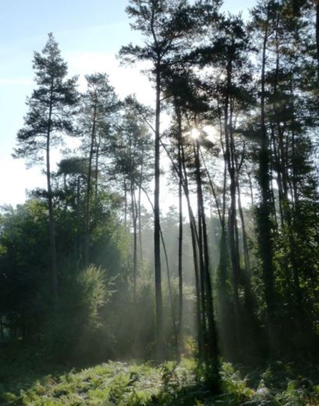 Circuit de l'Arboretum des Grandes Bruyères, Vitry-aux-Loges - photo 2