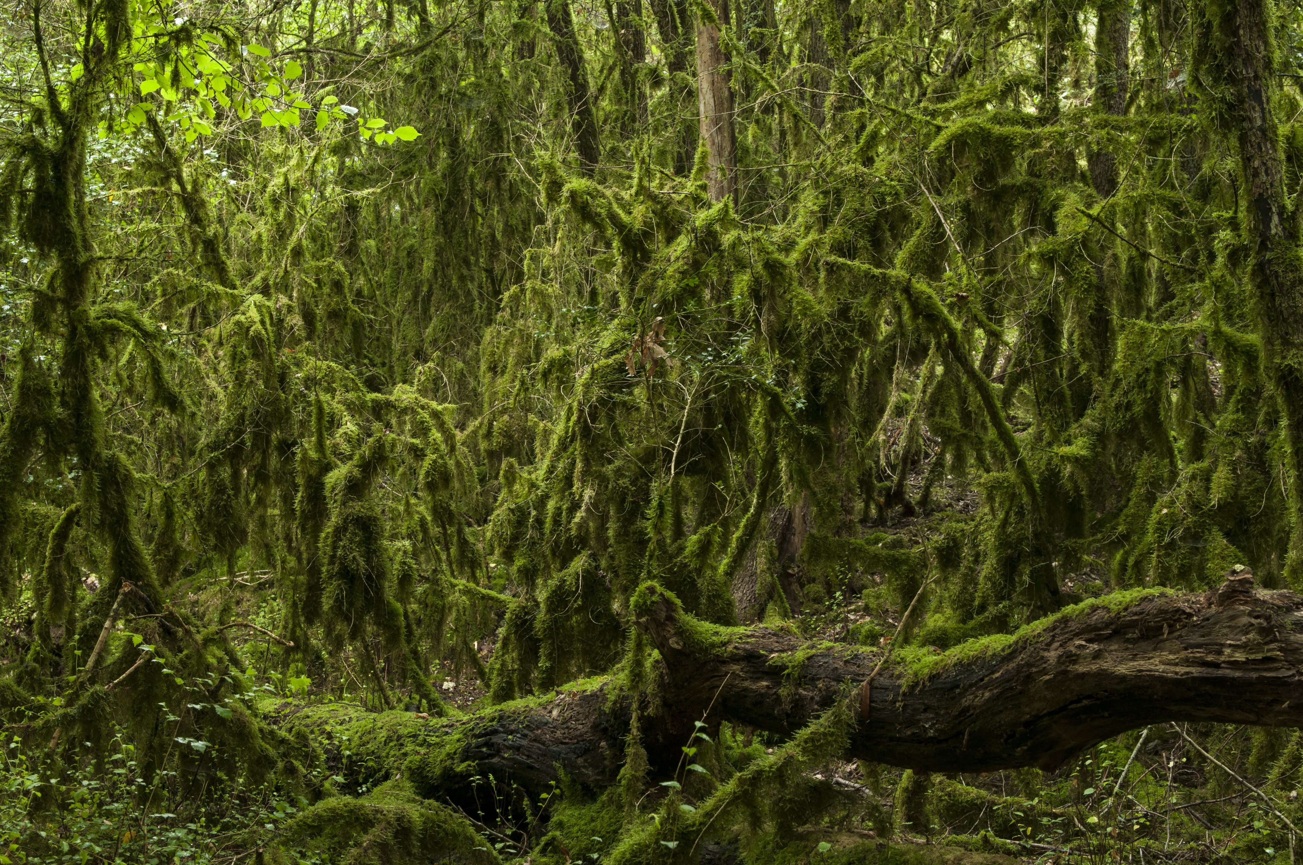 Réserve Naturelle Nationale des Vallées de la Grand-Pierre et de Vitain, Marolles - photo 2