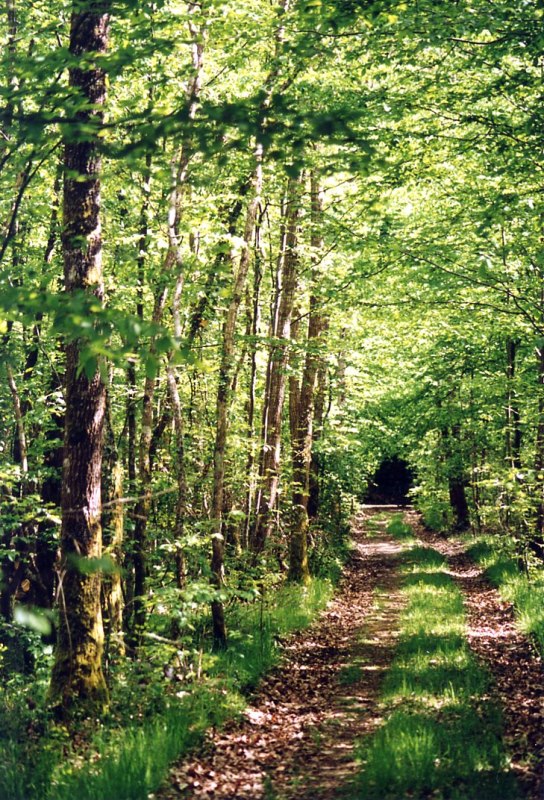 De l'arbre à l'eau, Paucourt - photo 6