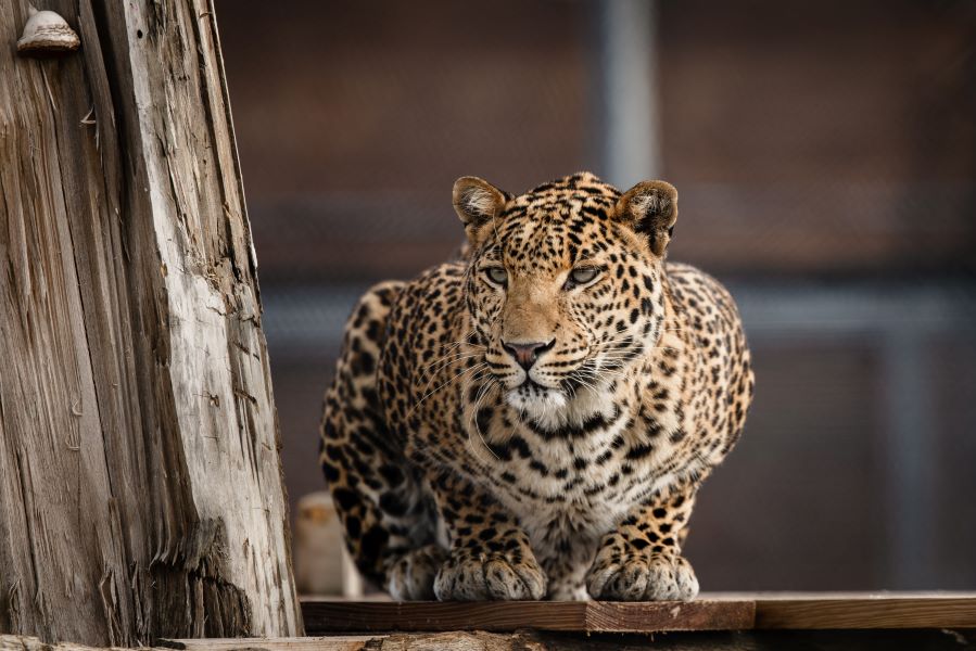 La Tanière - Zoo refuge, Nogent-le-Phaye - photo 12