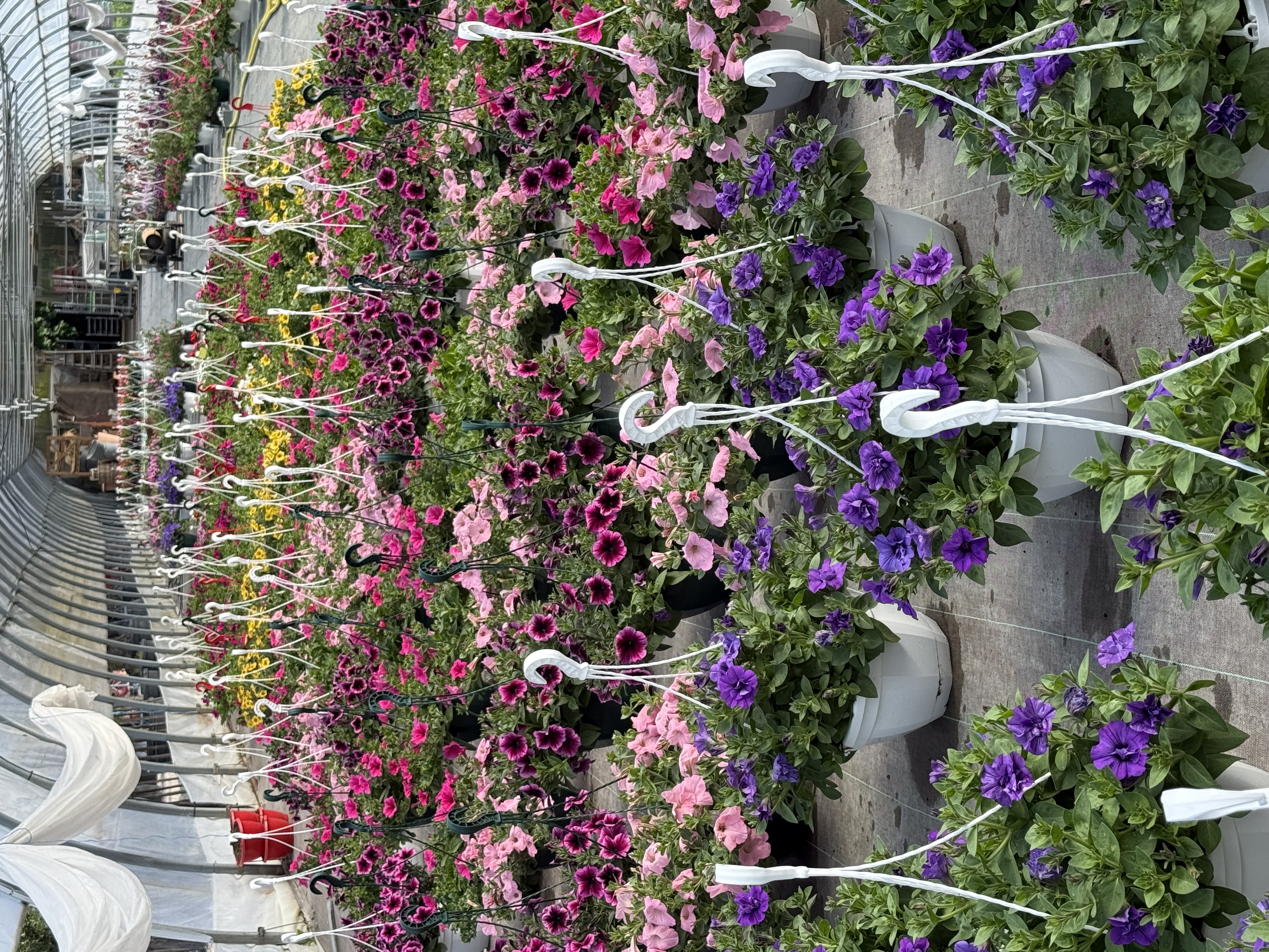 Les Jardins de Lutz - Pépinières Crespin — photo 3