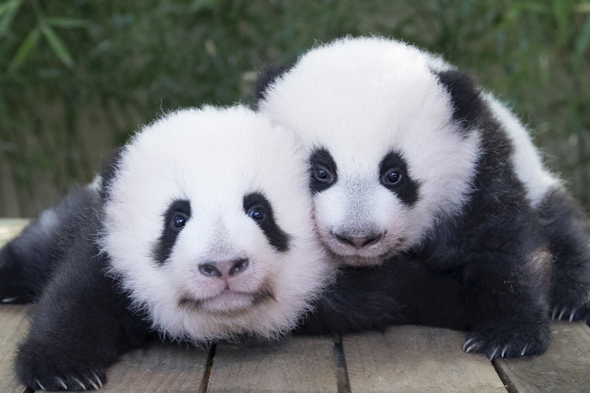 ZooParc de Beauval, Saint-Aignan - photo 18