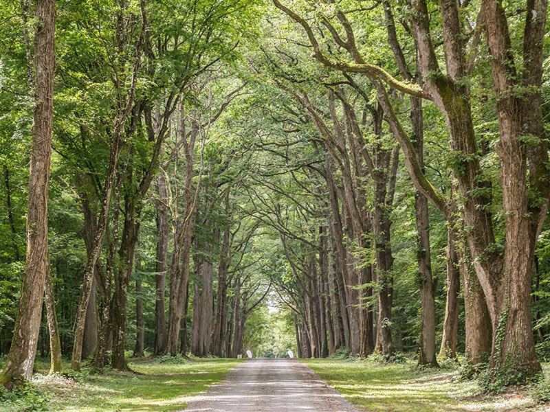 L'Orangerie de Beauregard, Villedômer