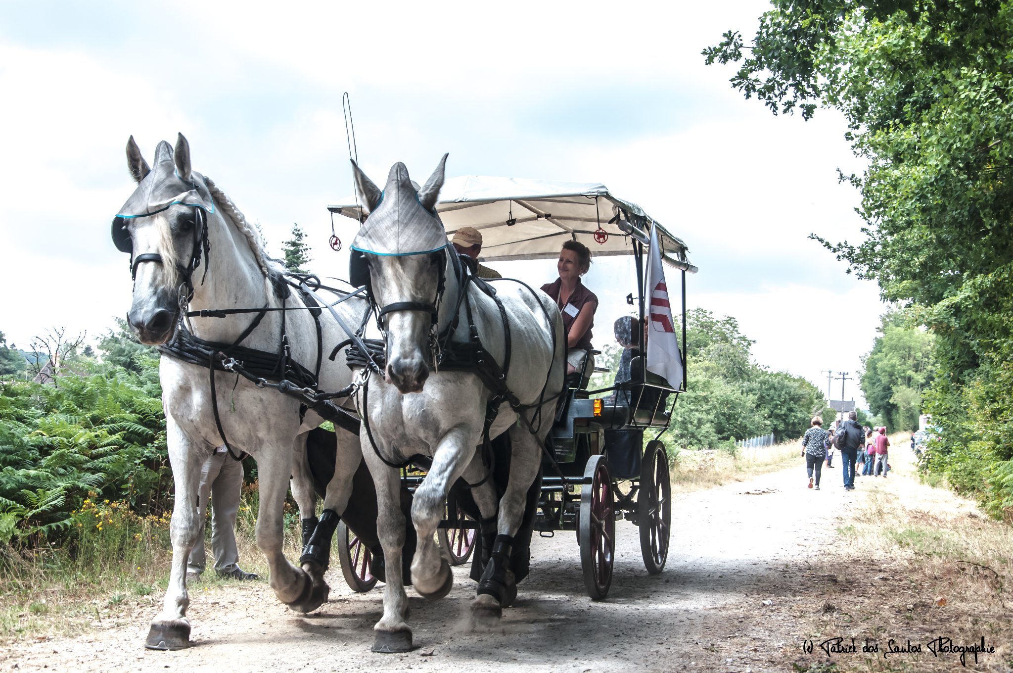 Les calèches du Perche - Ecurie d'Albe, Saint-Jean-Pierre-Fixte - photo 7