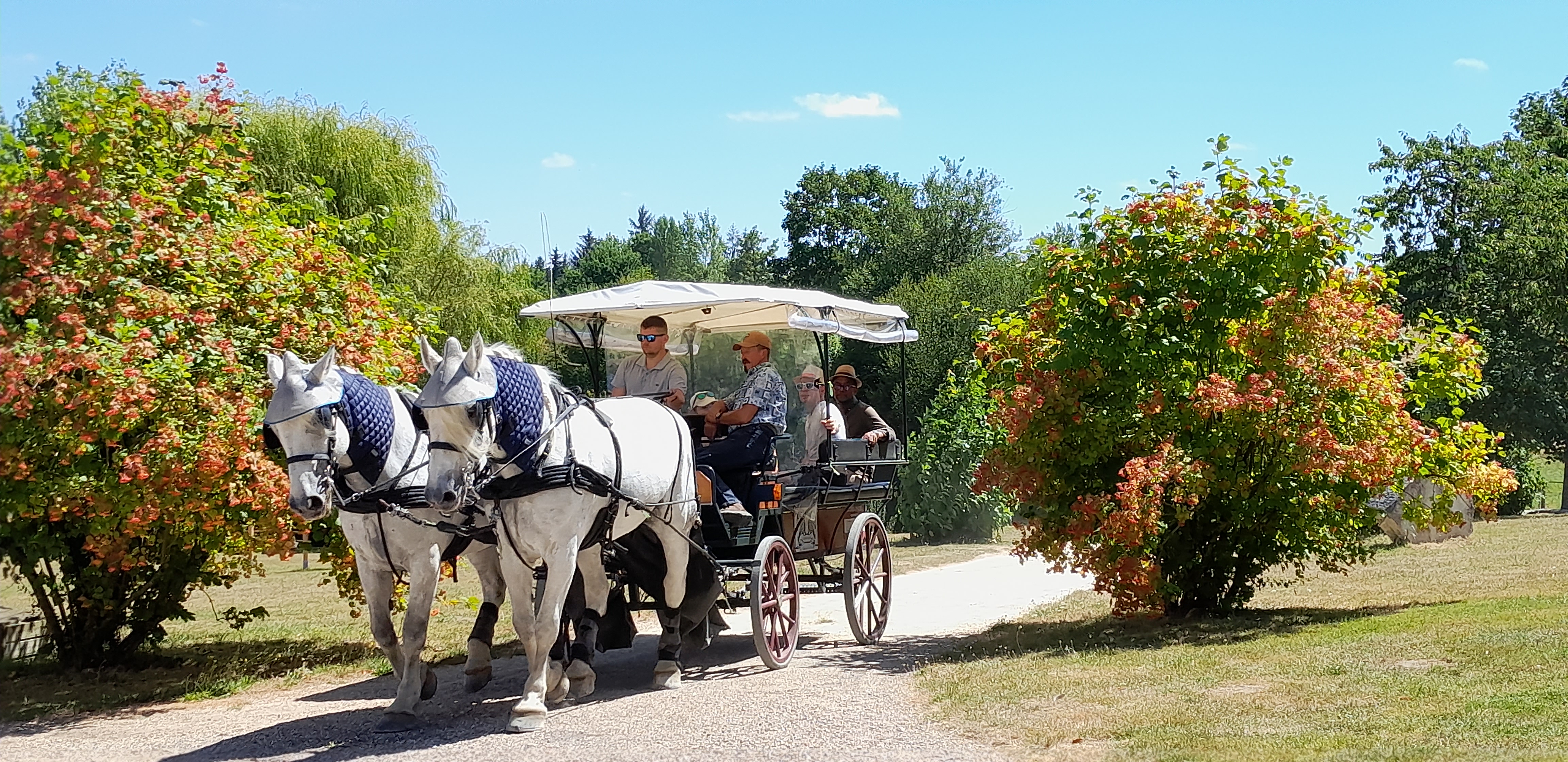 Les calèches du Perche - Ecurie d'Albe, Saint-Jean-Pierre-Fixte - photo 4