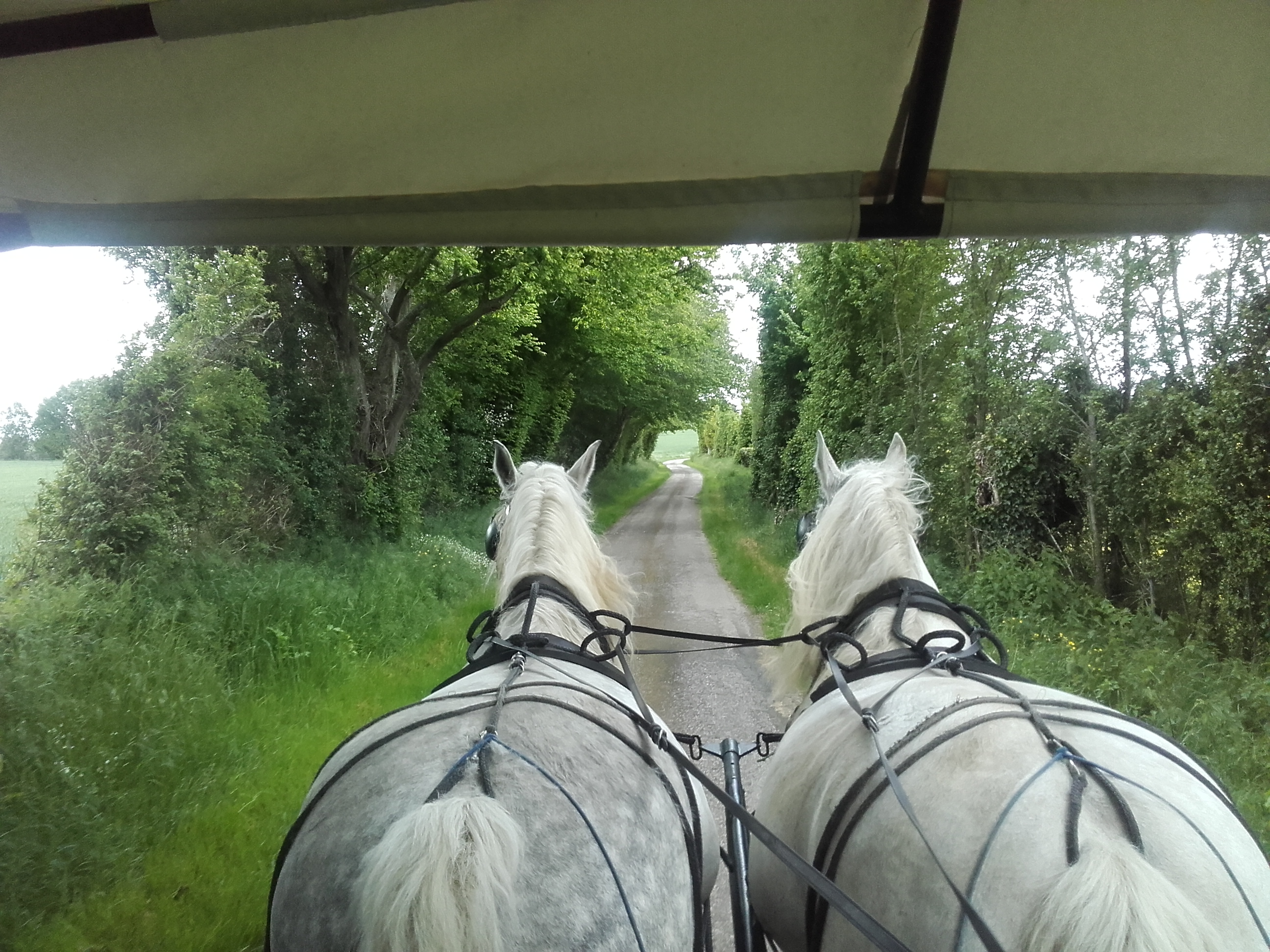 Les calèches du Perche - Ecurie d'Albe, Saint-Jean-Pierre-Fixte - photo 6