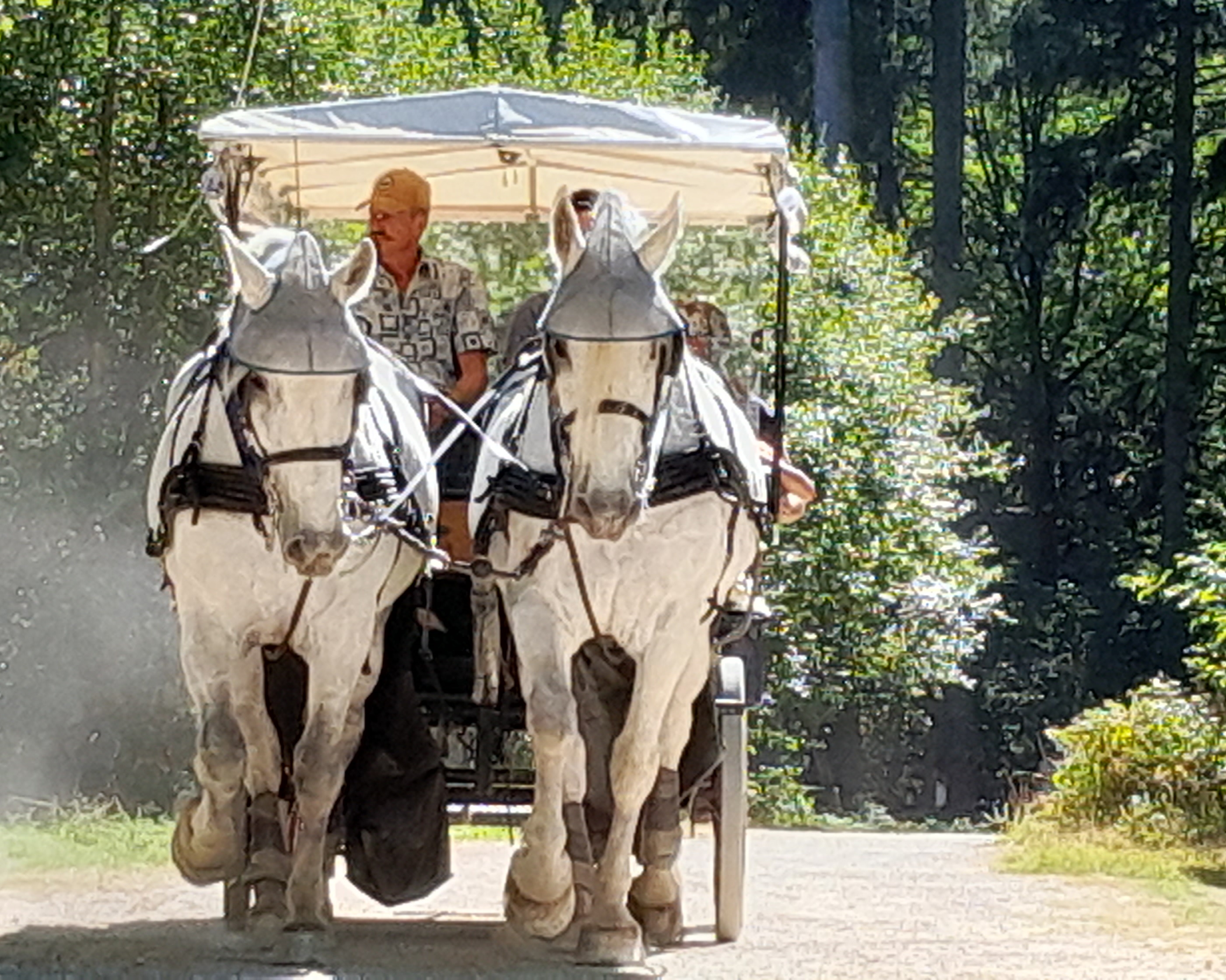 Les calèches du Perche - Ecurie d'Albe, Saint-Jean-Pierre-Fixte - photo 2