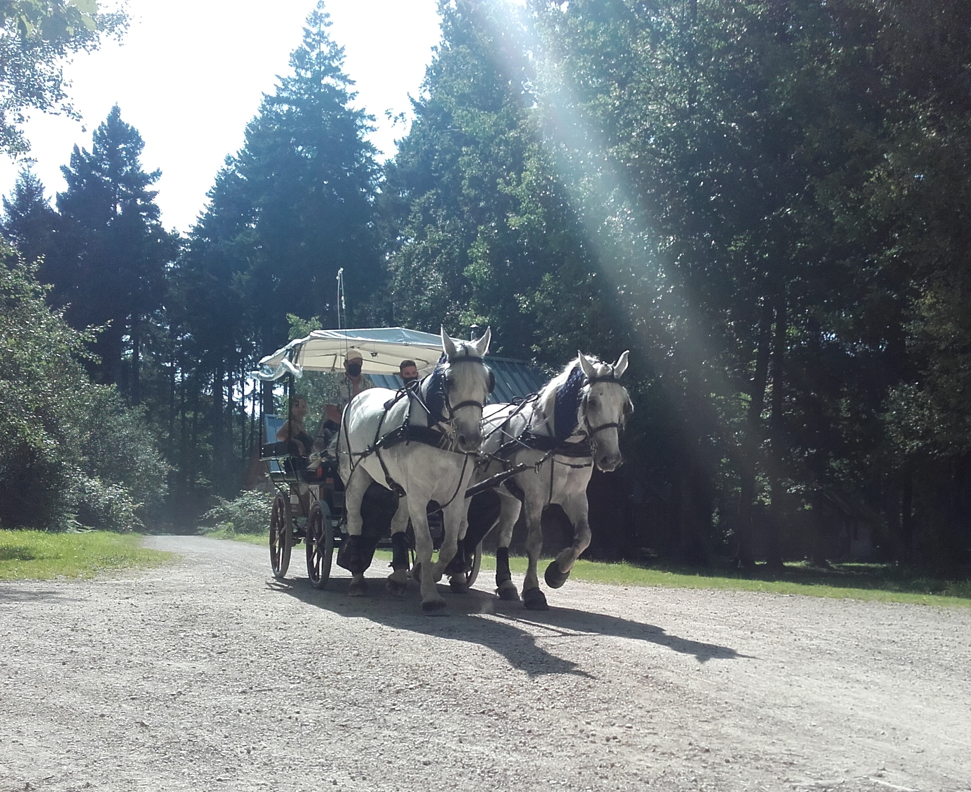 Les calèches du Perche - Ecurie d'Albe, Saint-Jean-Pierre-Fixte - photo 5