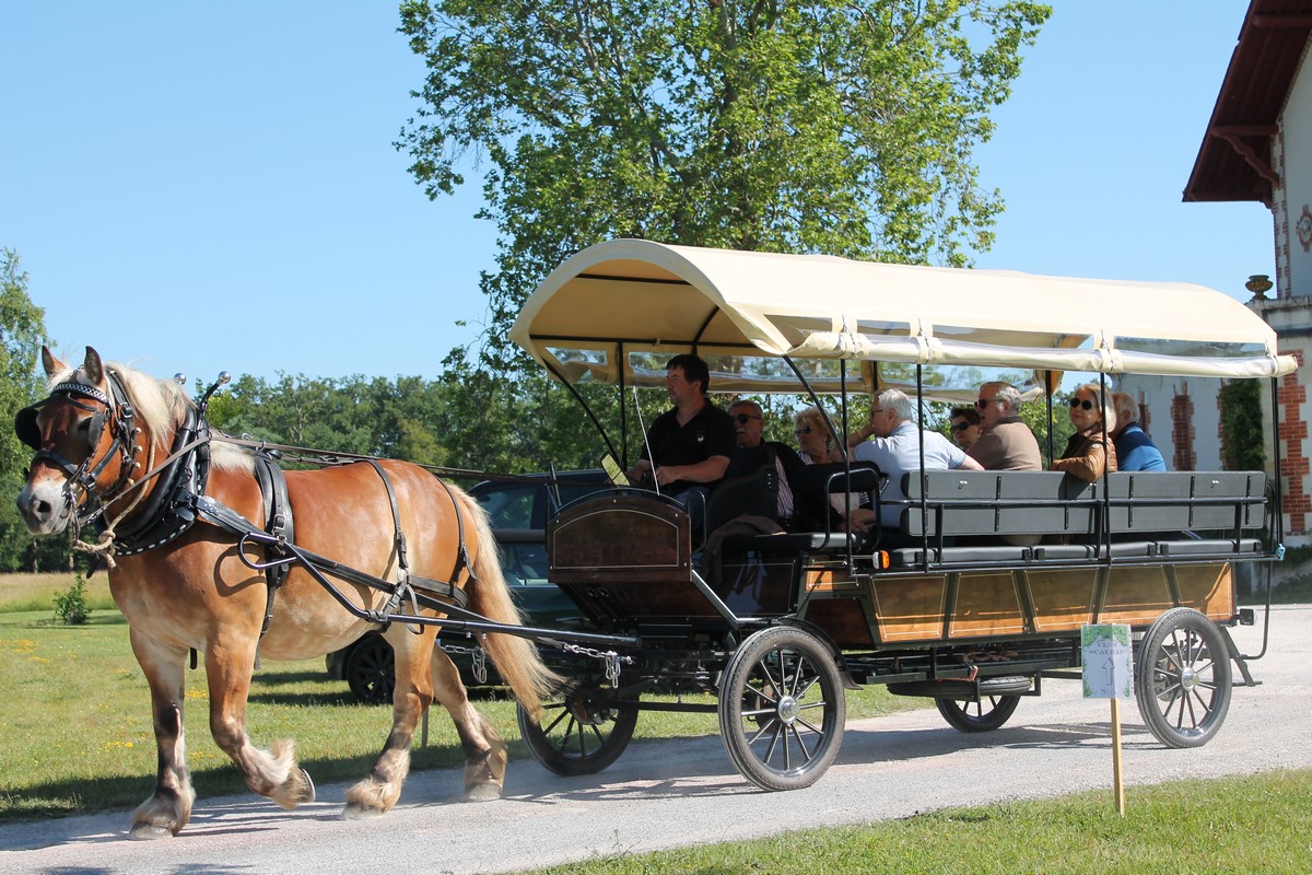 Balades en calèche à l'Étang de la Vallée et en forêt domaniale - photo 3