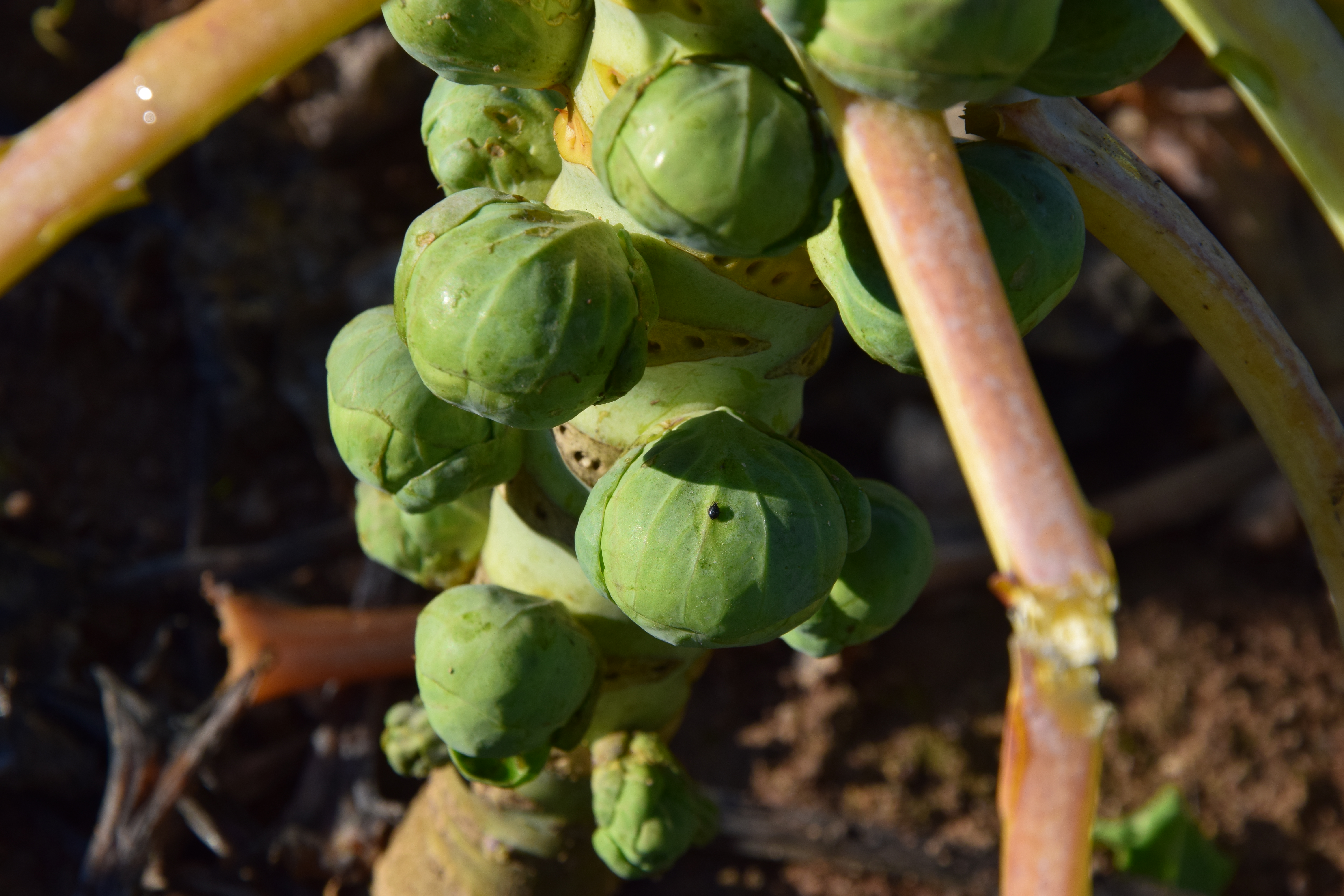 Ferme de la Thillaume