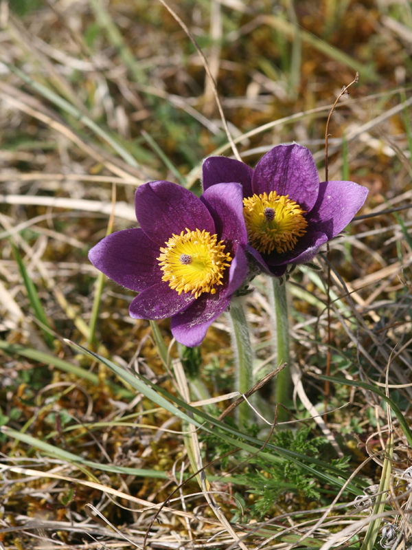 Sentier de la vallée des Cailles