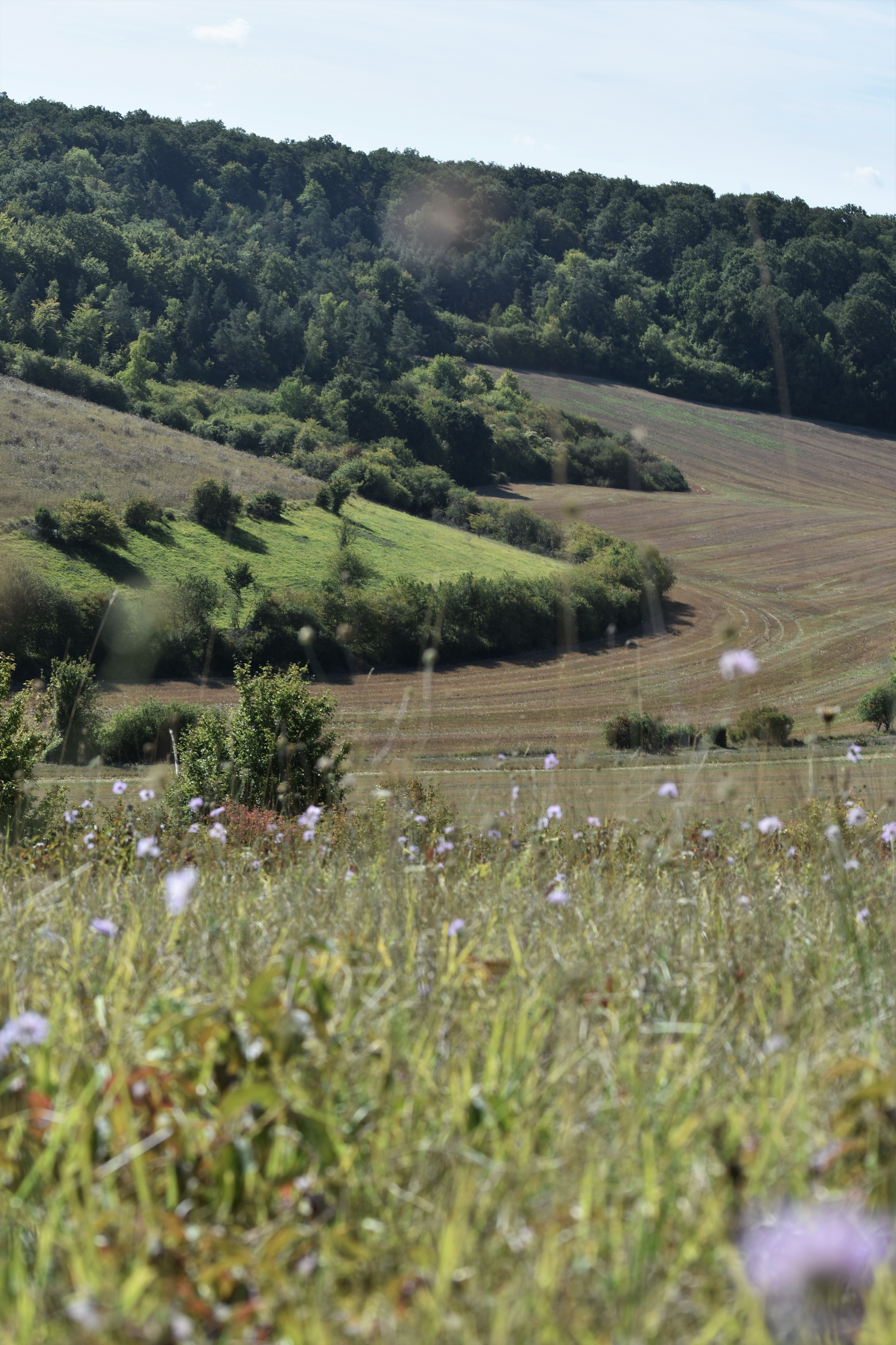 Réserve naturelle régionale de la Vallée des Cailles, Boncourt