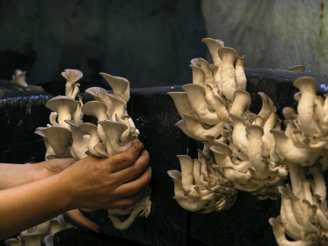 Les Roches mushroom cellar©
