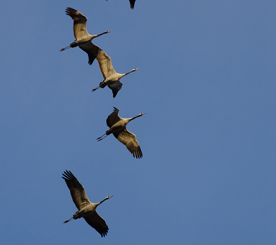 Visite "La migration des oiseaux" — visuel événement
