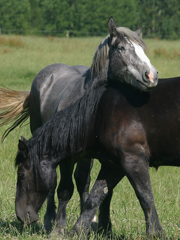 La vallée de la Ronne