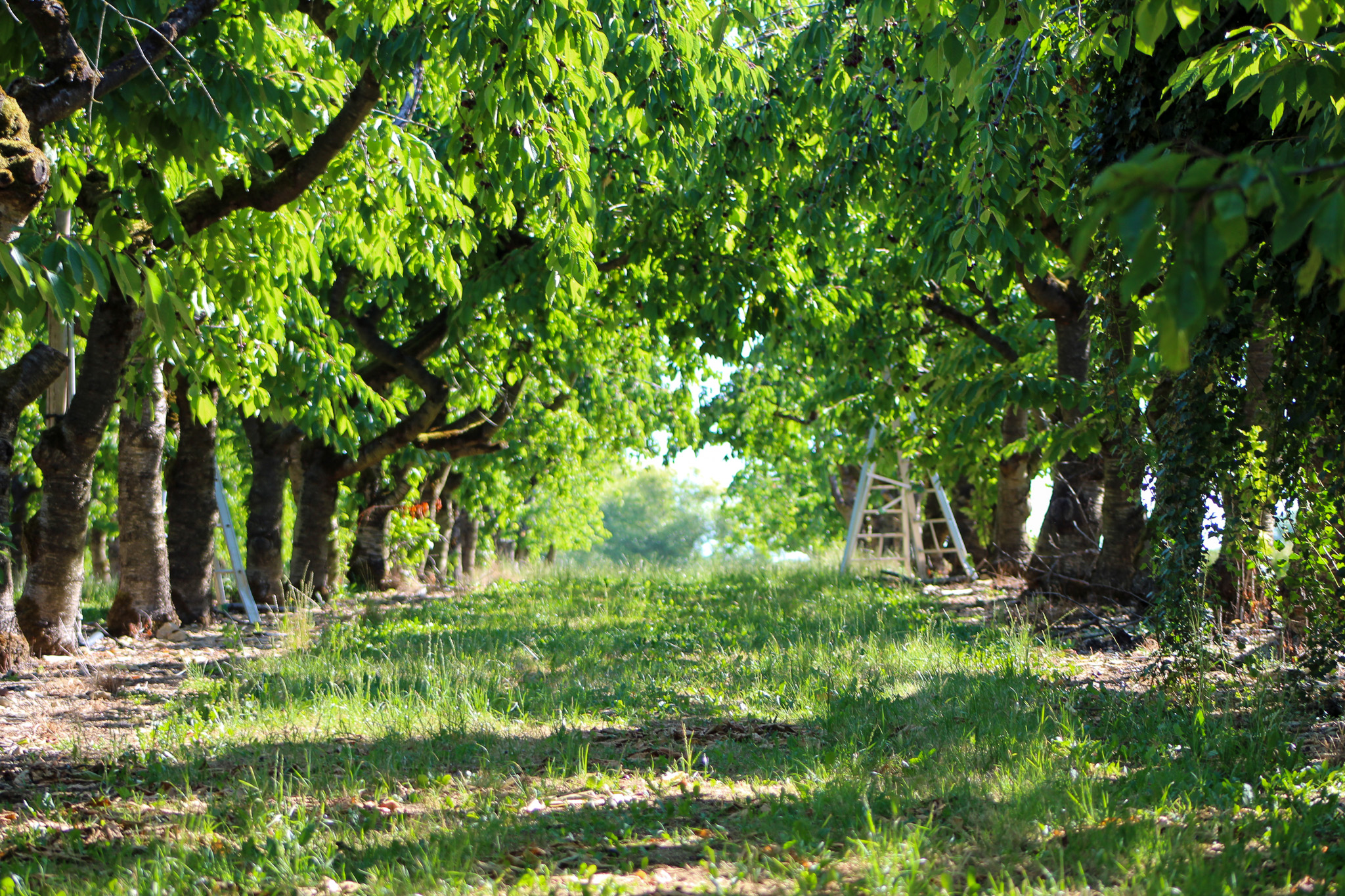 Le Verger des Murailles