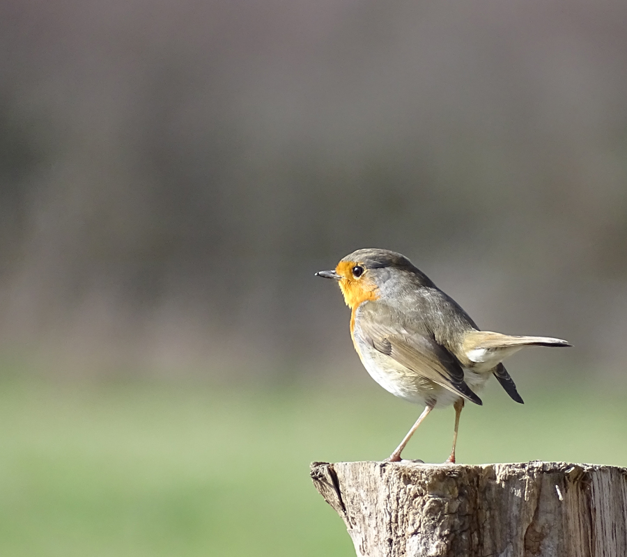 Visite "Le chant des oiseaux" — visuel événement