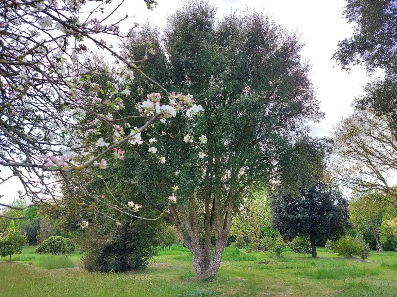 Animation : les arbres d’ornement adaptés au changement climatique - Arboretum de la Petite Loiterie
