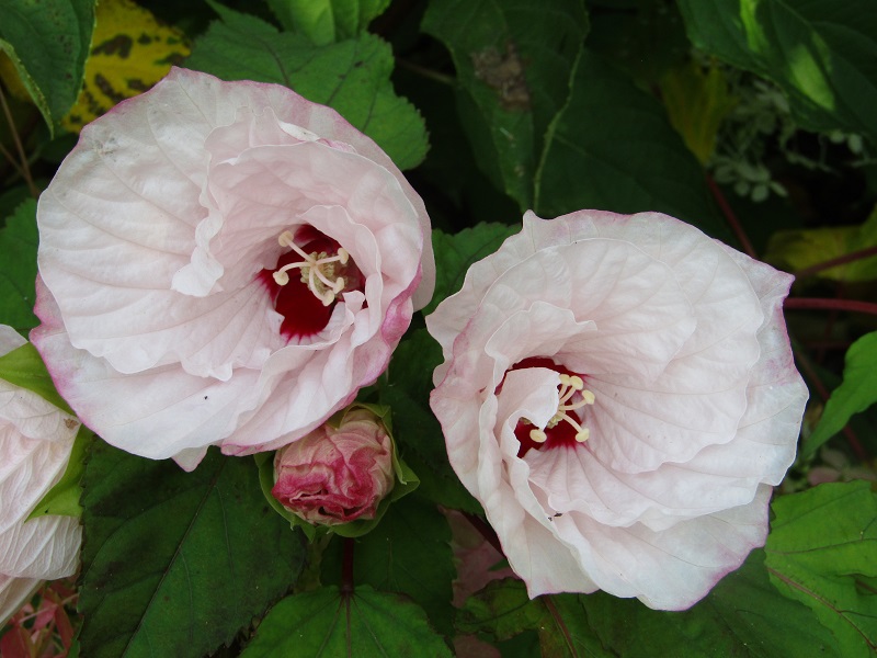 Le Jardin de Mireille en Touraine Angevine, Channay-sur-Lathan - photo 5