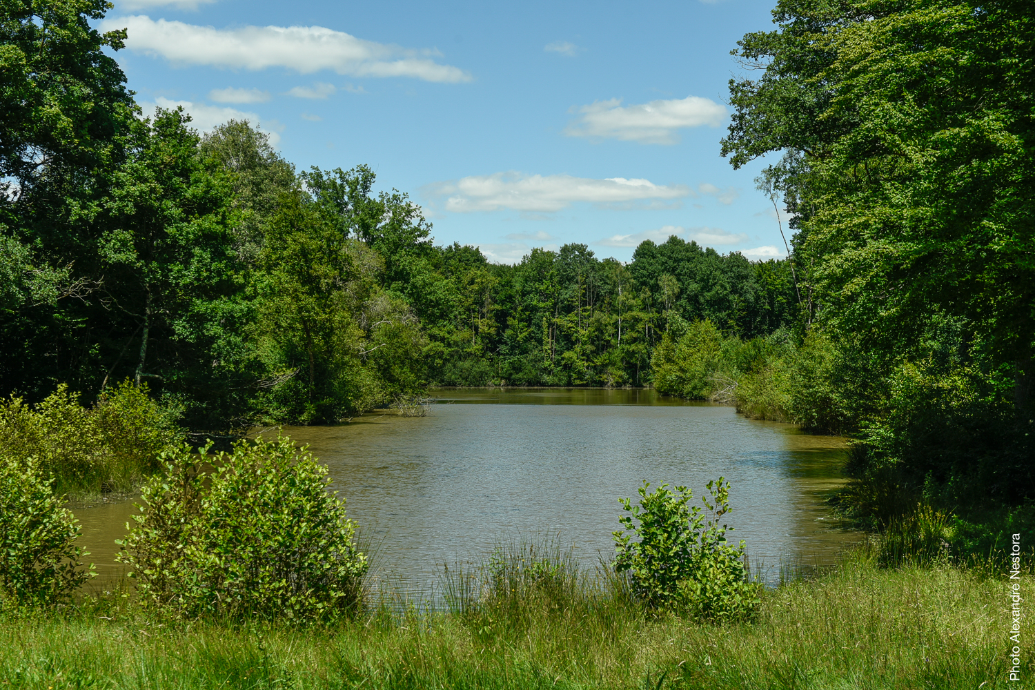 Les Blots - Cabane de l'étang, La Bussière - photo 8