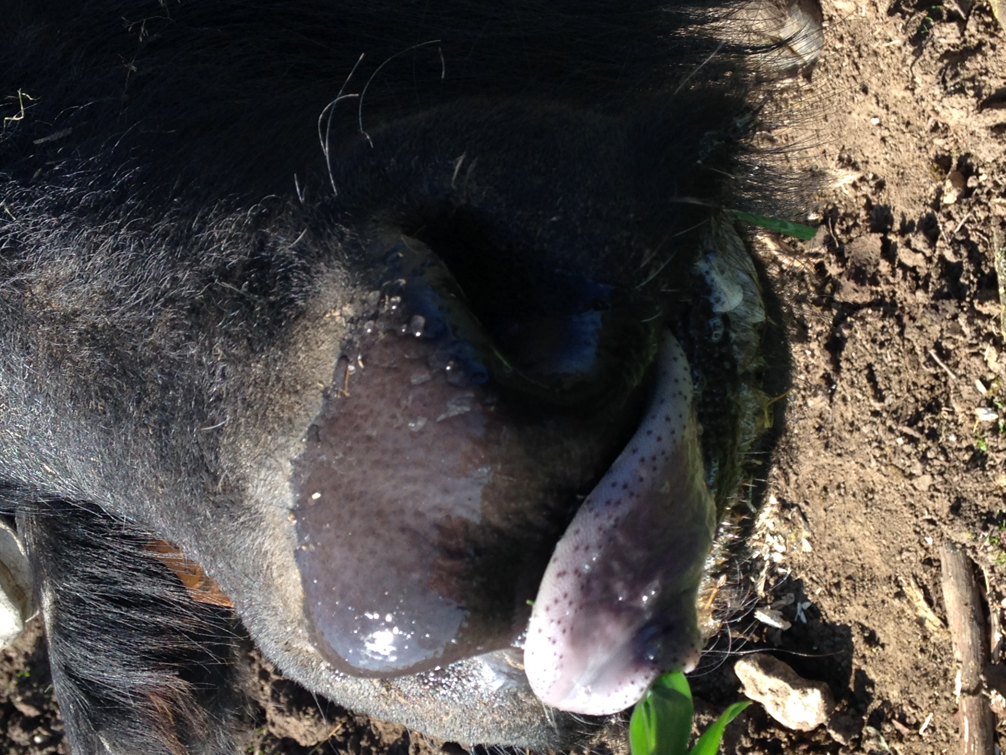 Les Bufflonnes du Berry — photo 2