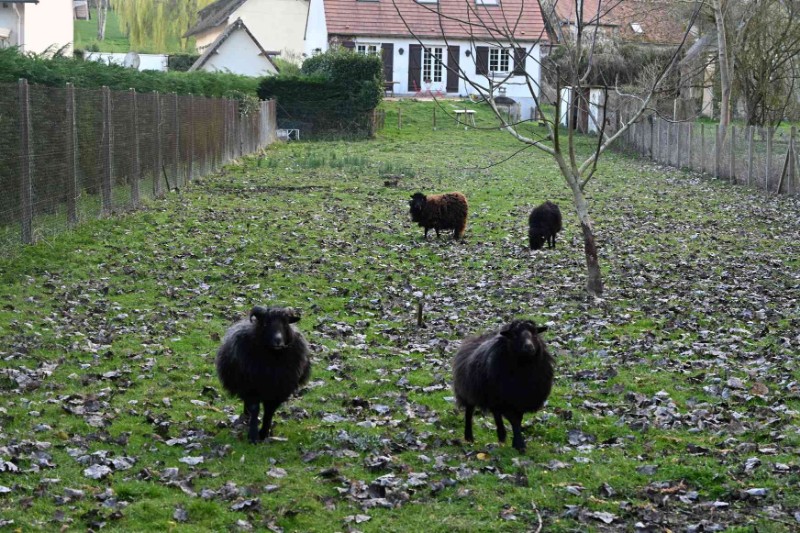 Cottage des Moutons Espiègles — photo 2