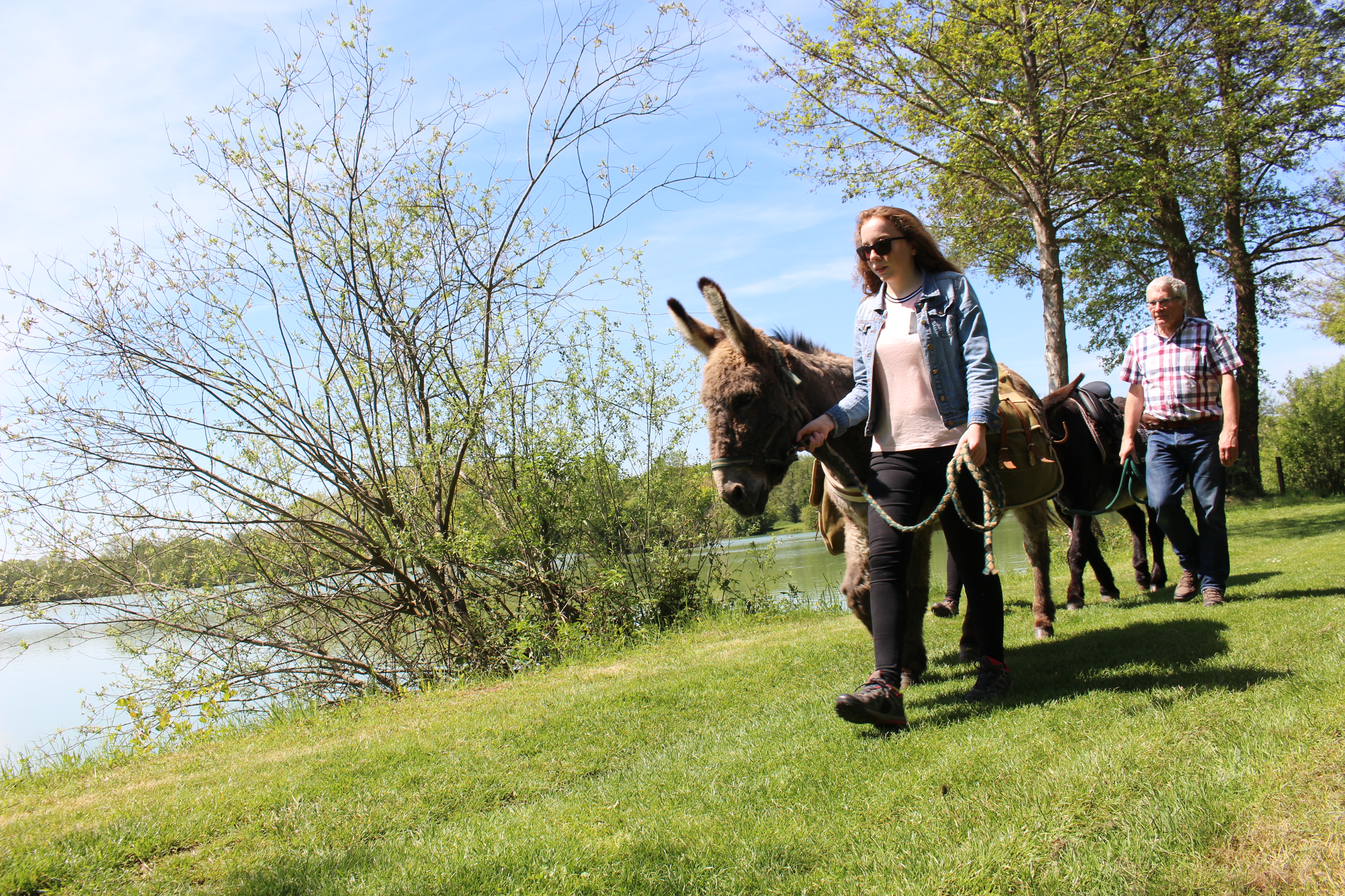 Les Ânes de Malengen