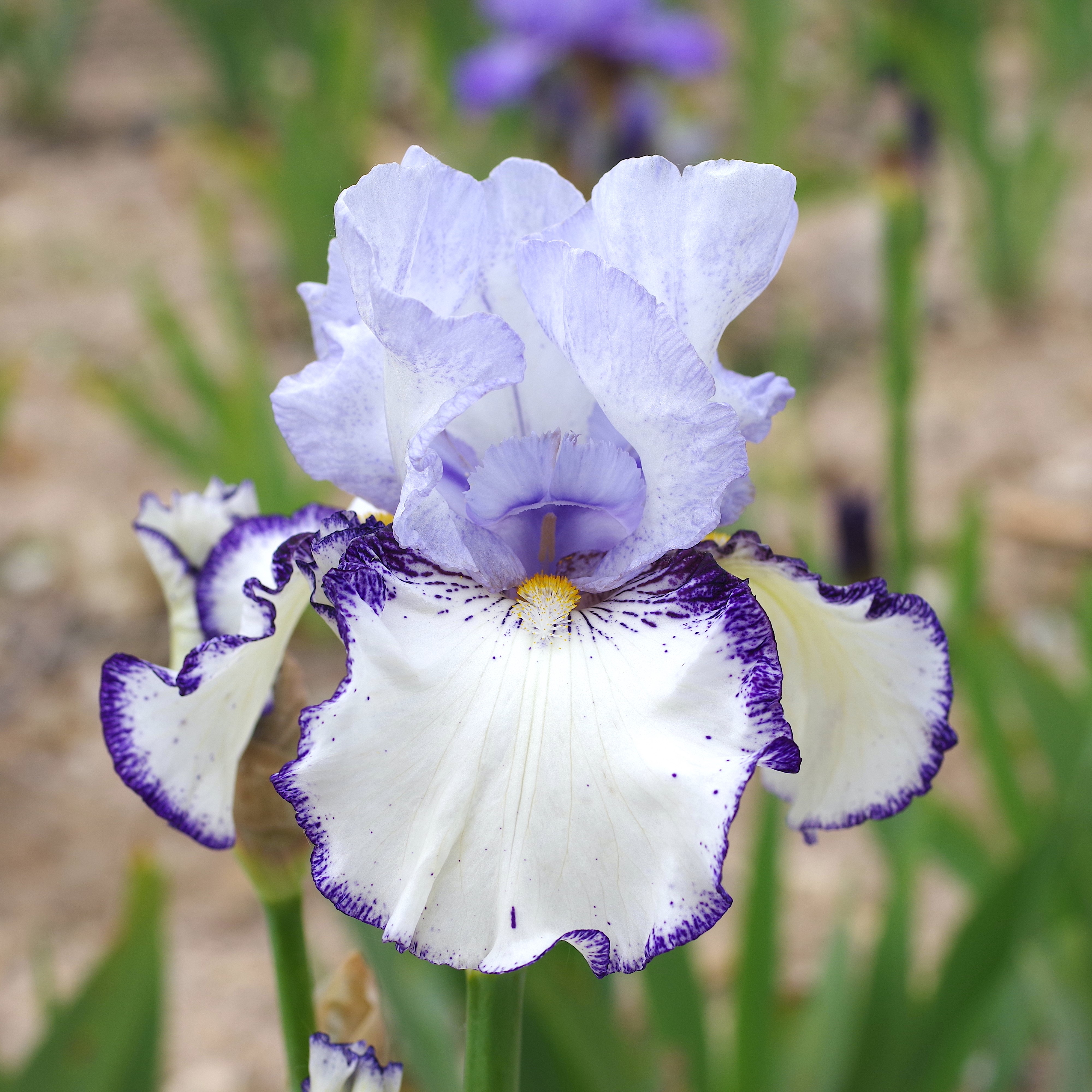 Iris Cayeux