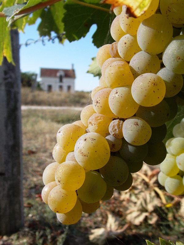 Association de développement et de promotion des Vins et Fromages d'Appellation Valençay - photo 3
