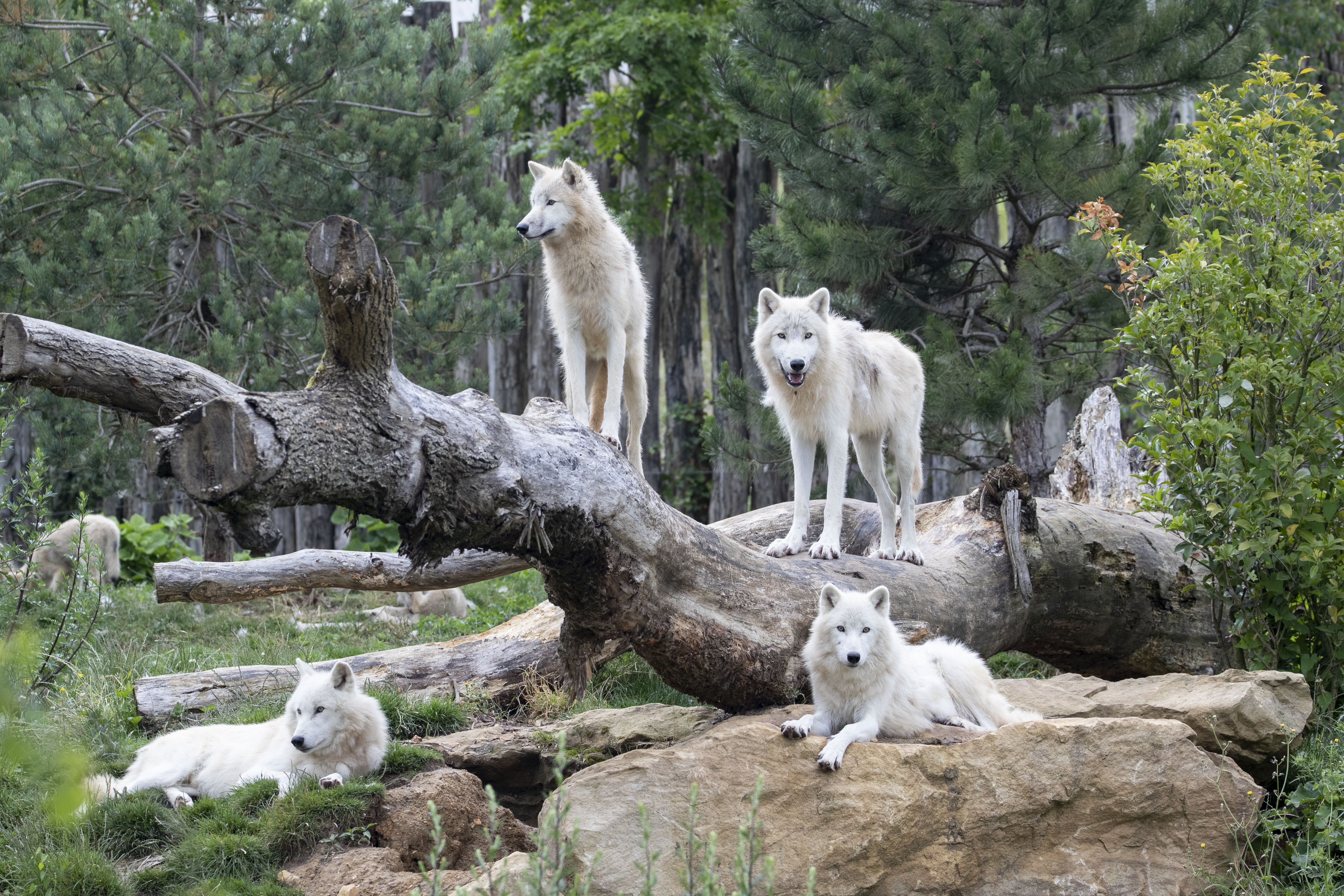 Navette Blois-Zoo de Beauval